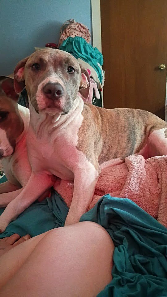 Bully pitbull puppy image 5