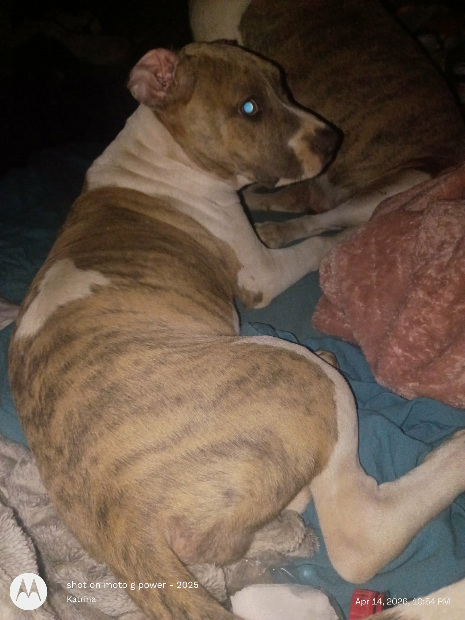 Bully pitbull puppy image 3