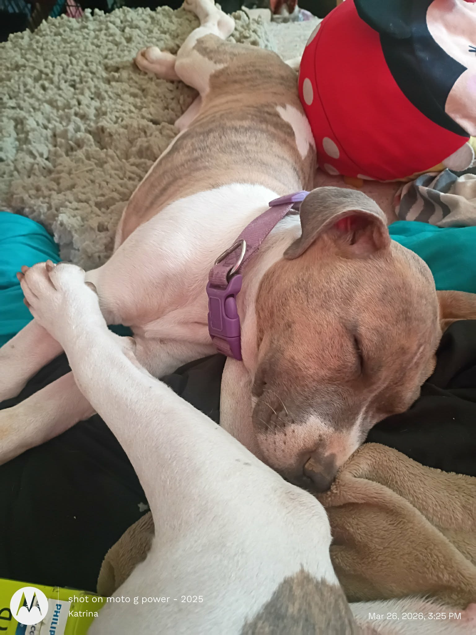 Bully pitbull puppy image 2