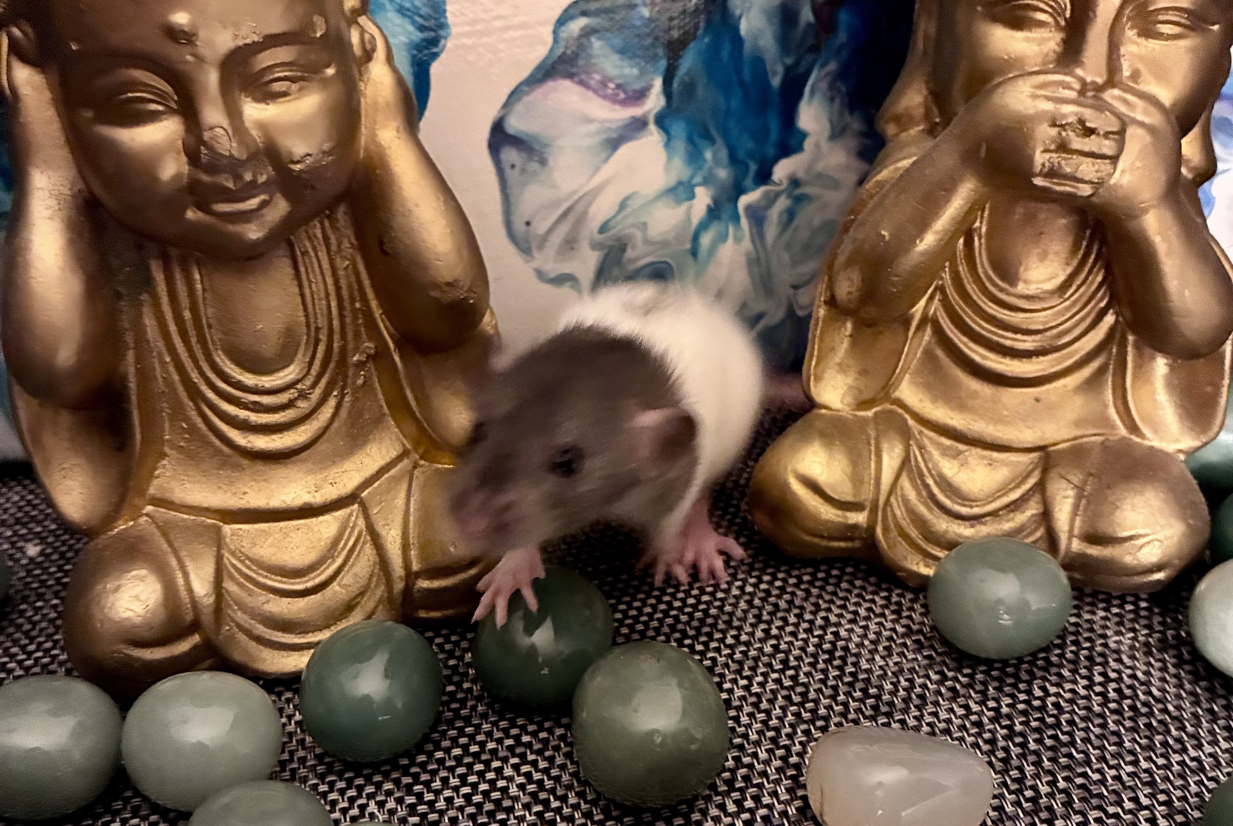 Dumbo-Eared Rat Babies Looking for Loving Homes! image 2