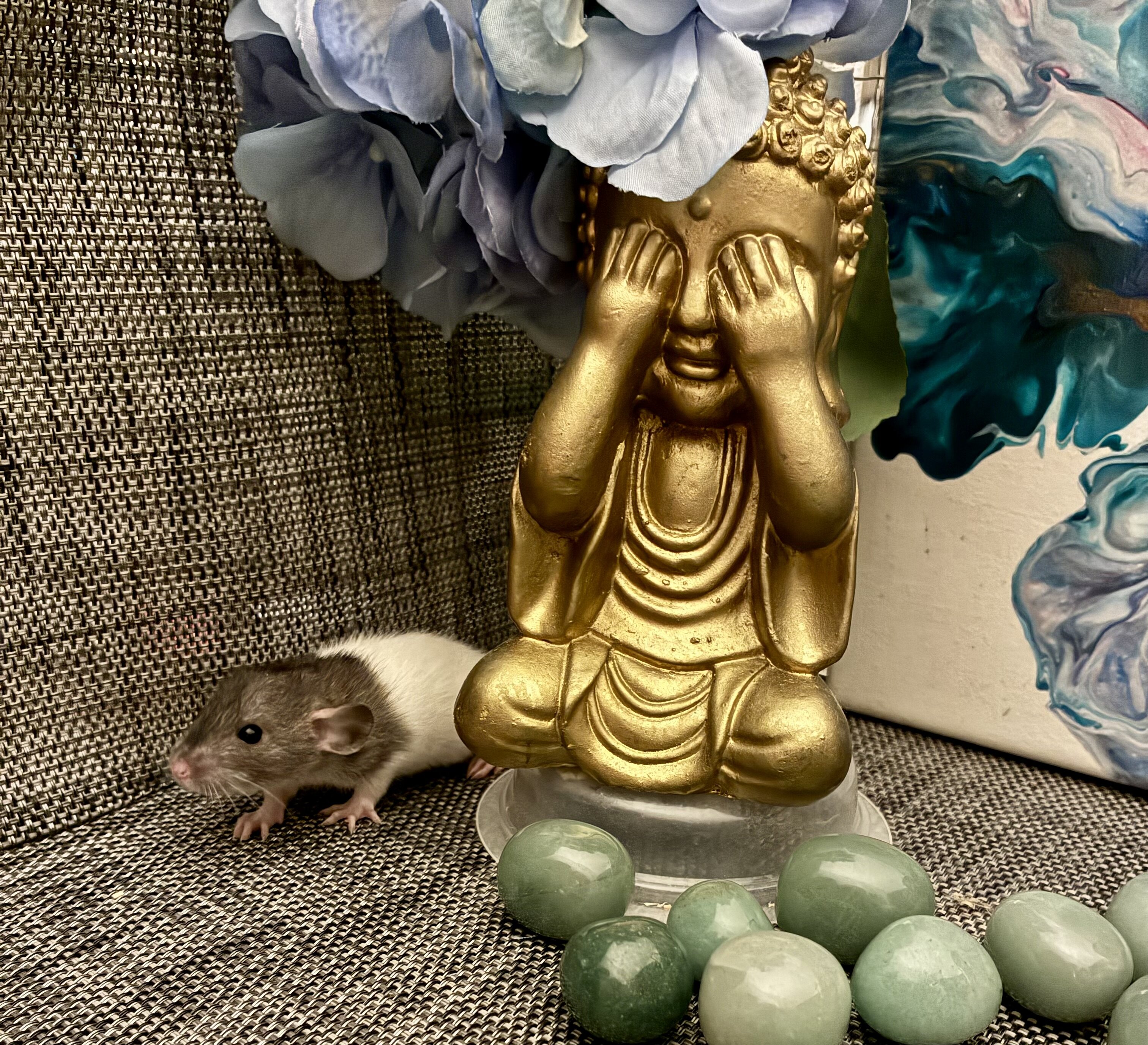 Dumbo-Eared Rat Babies Looking for Loving Homes! image 5
