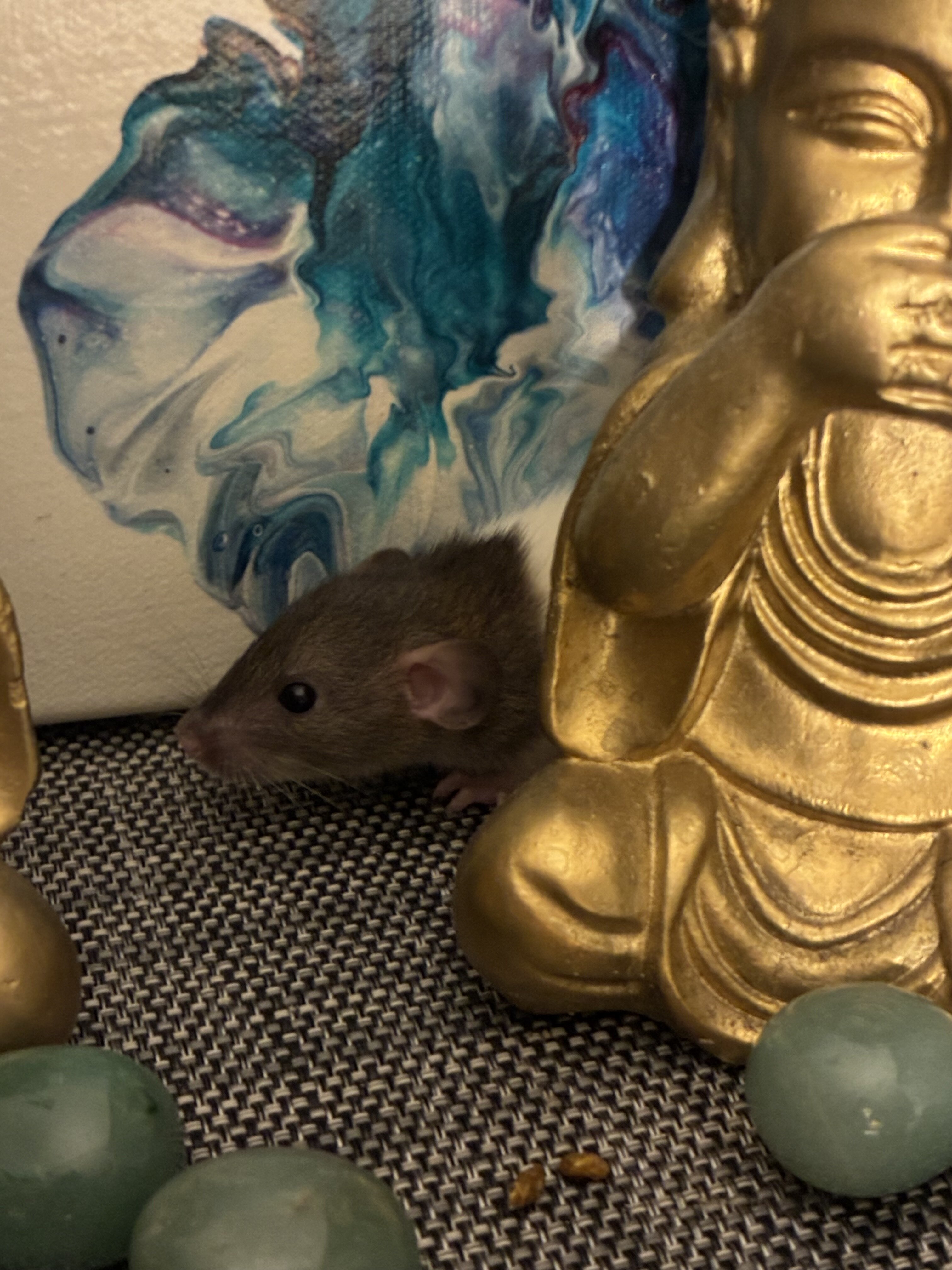 Dumbo-Eared Rat Babies Looking for Loving Homes! image 6