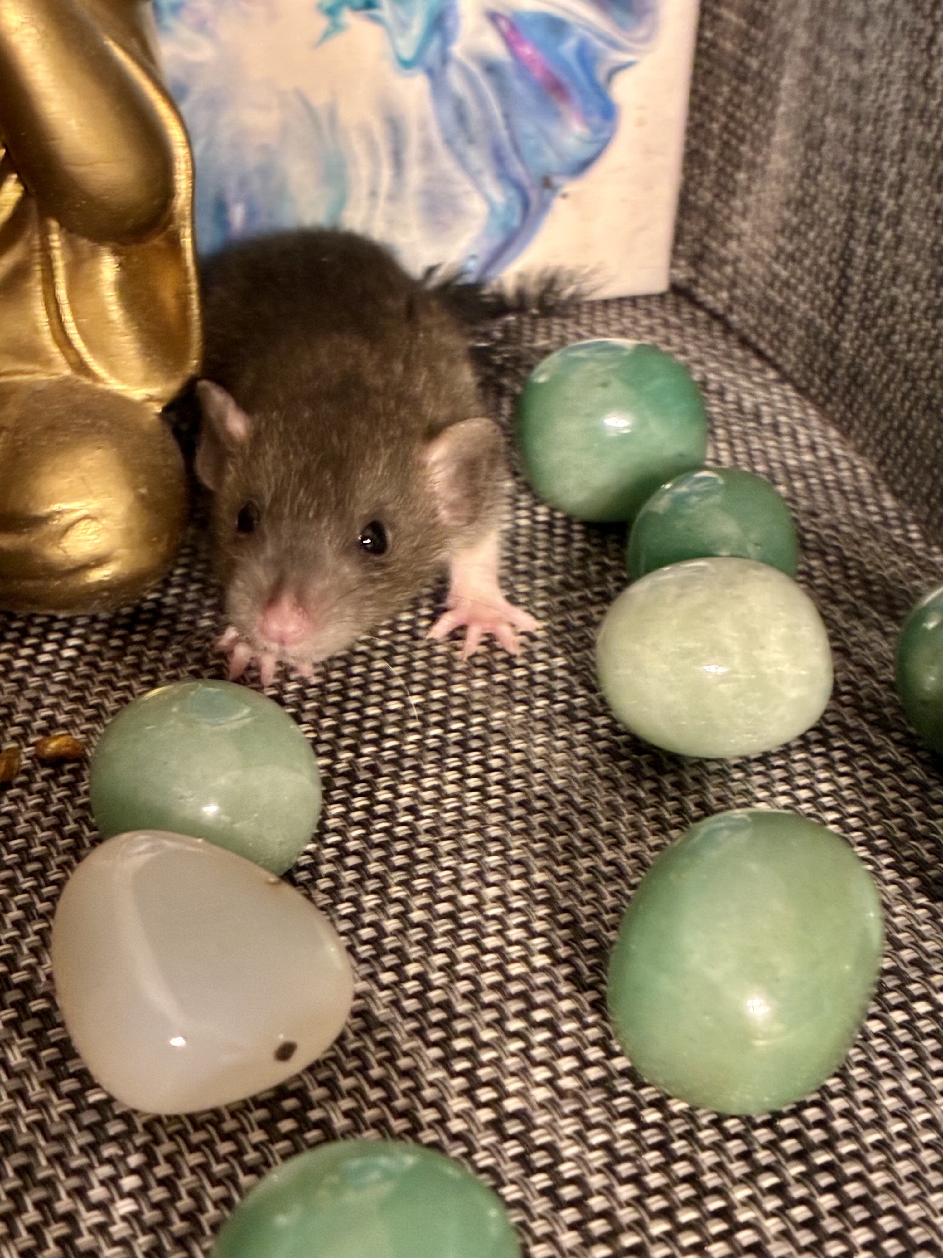 Dumbo-Eared Rat Babies Looking for Loving Homes! image 7