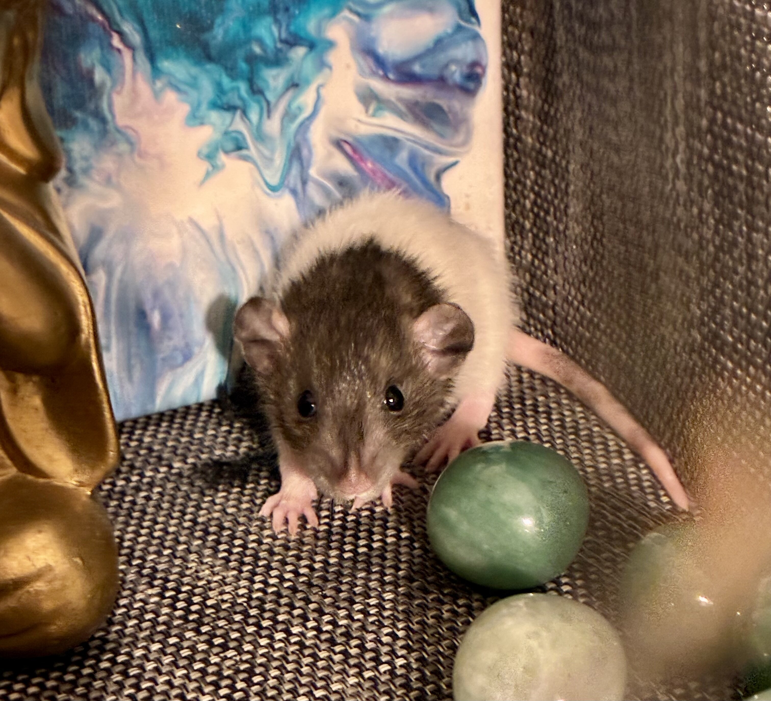 Dumbo-Eared Rat Babies Looking for Loving Homes! image 1