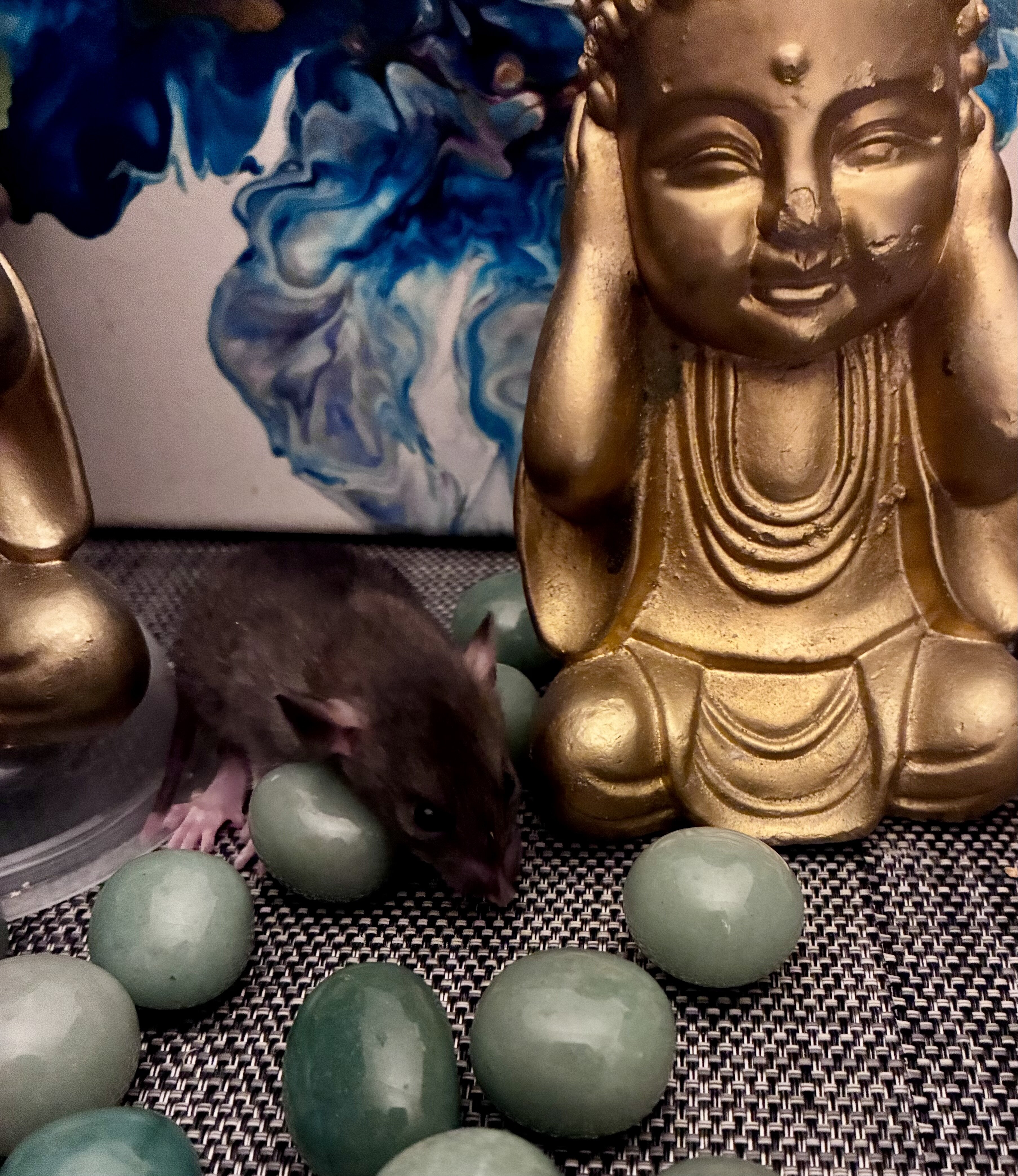 Dumbo-Eared Rat Babies Looking for Loving Homes! image 8