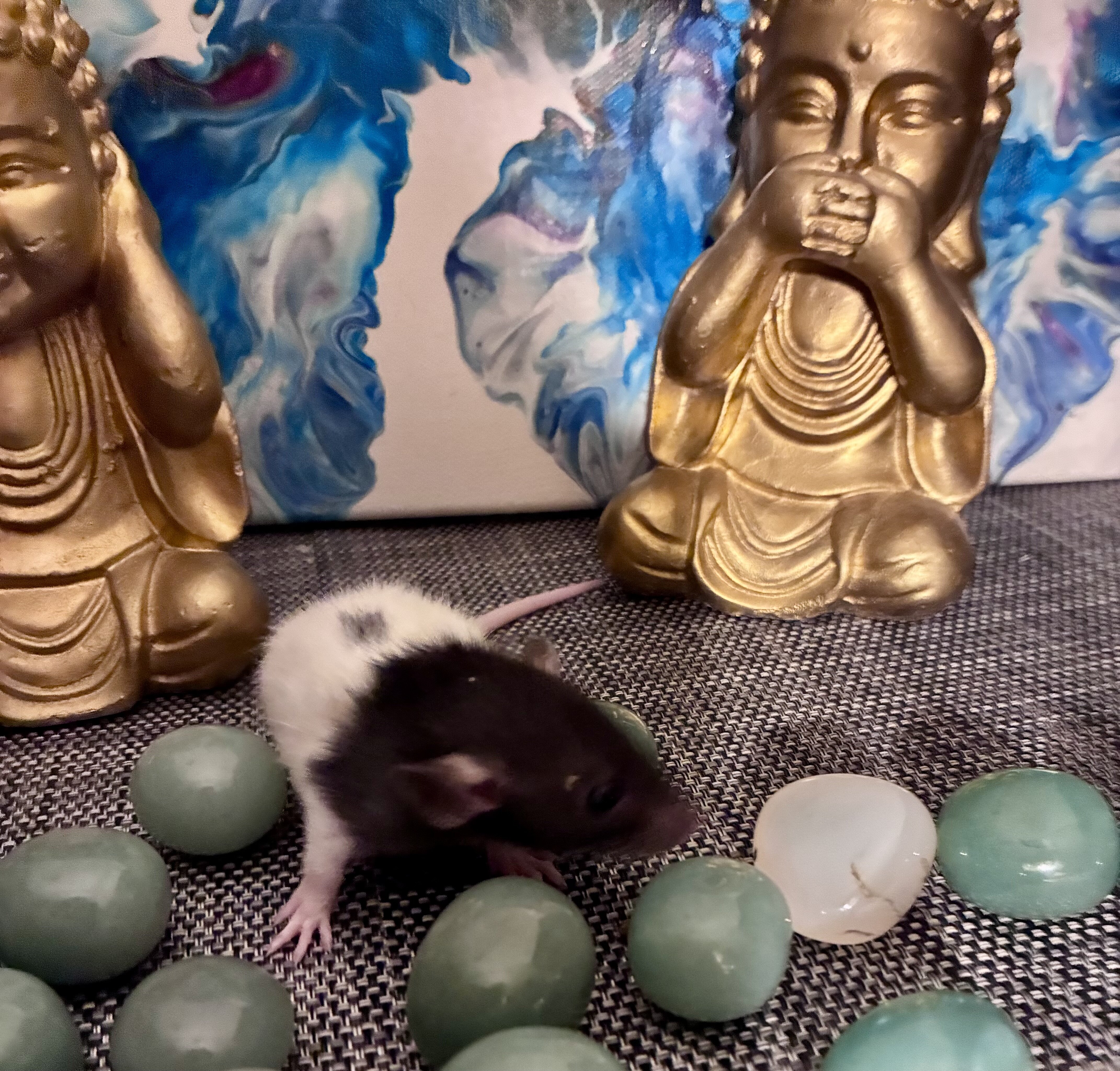 Dumbo-Eared Rat Babies Looking for Loving Homes! image 4
