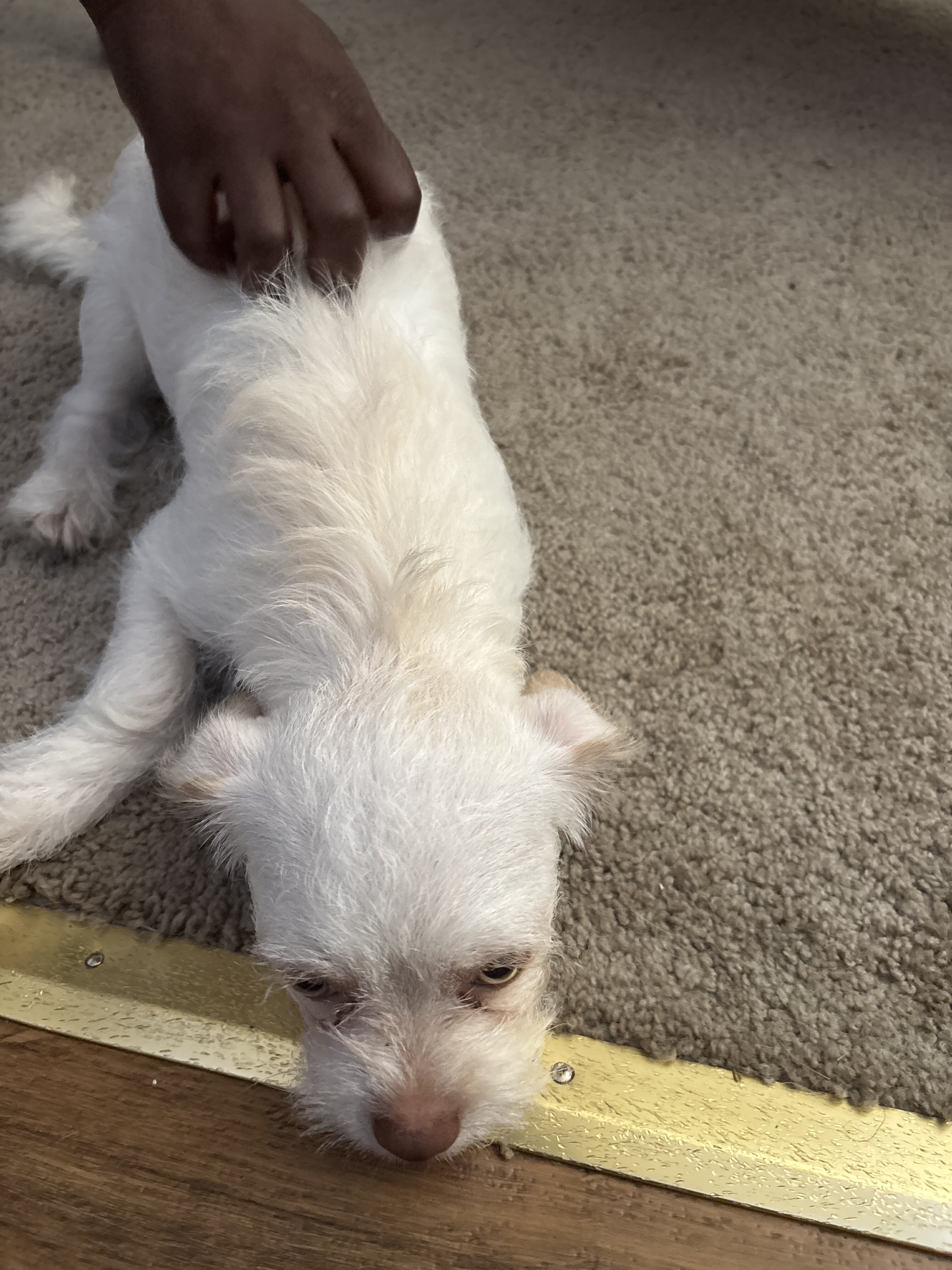 Dog image 1