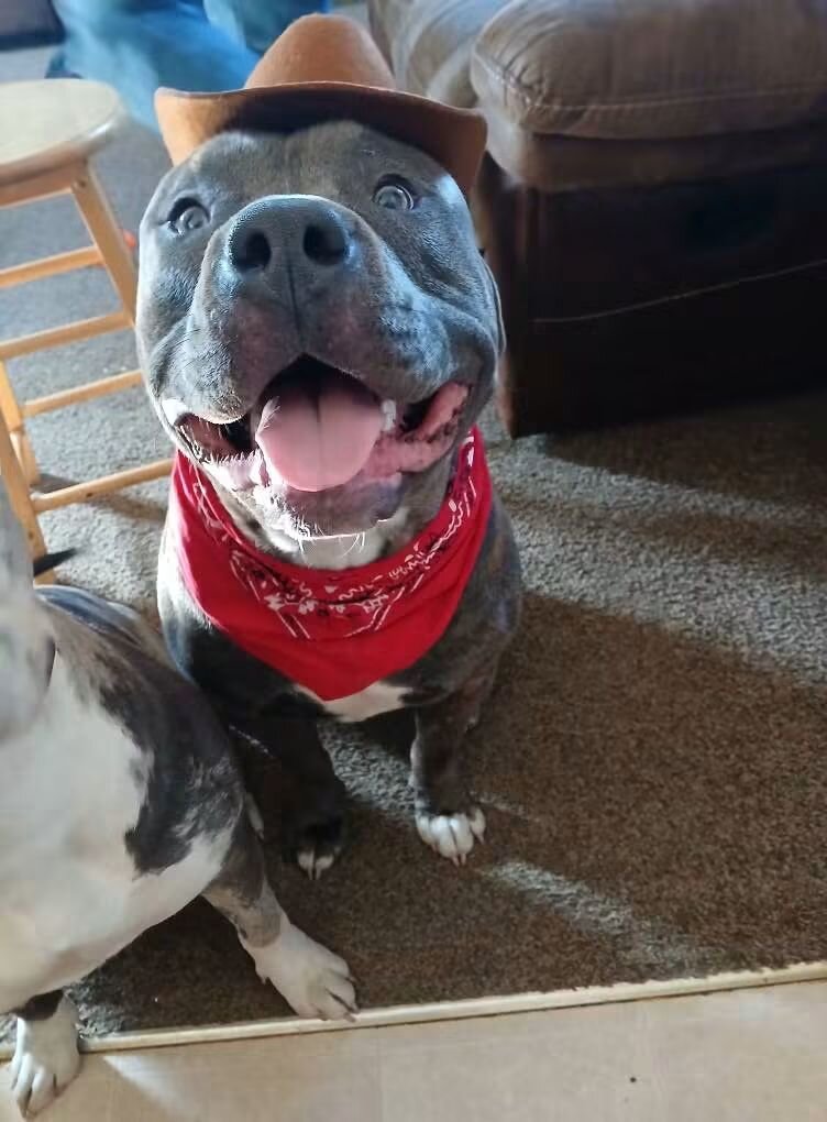 Classic American bullies image 7