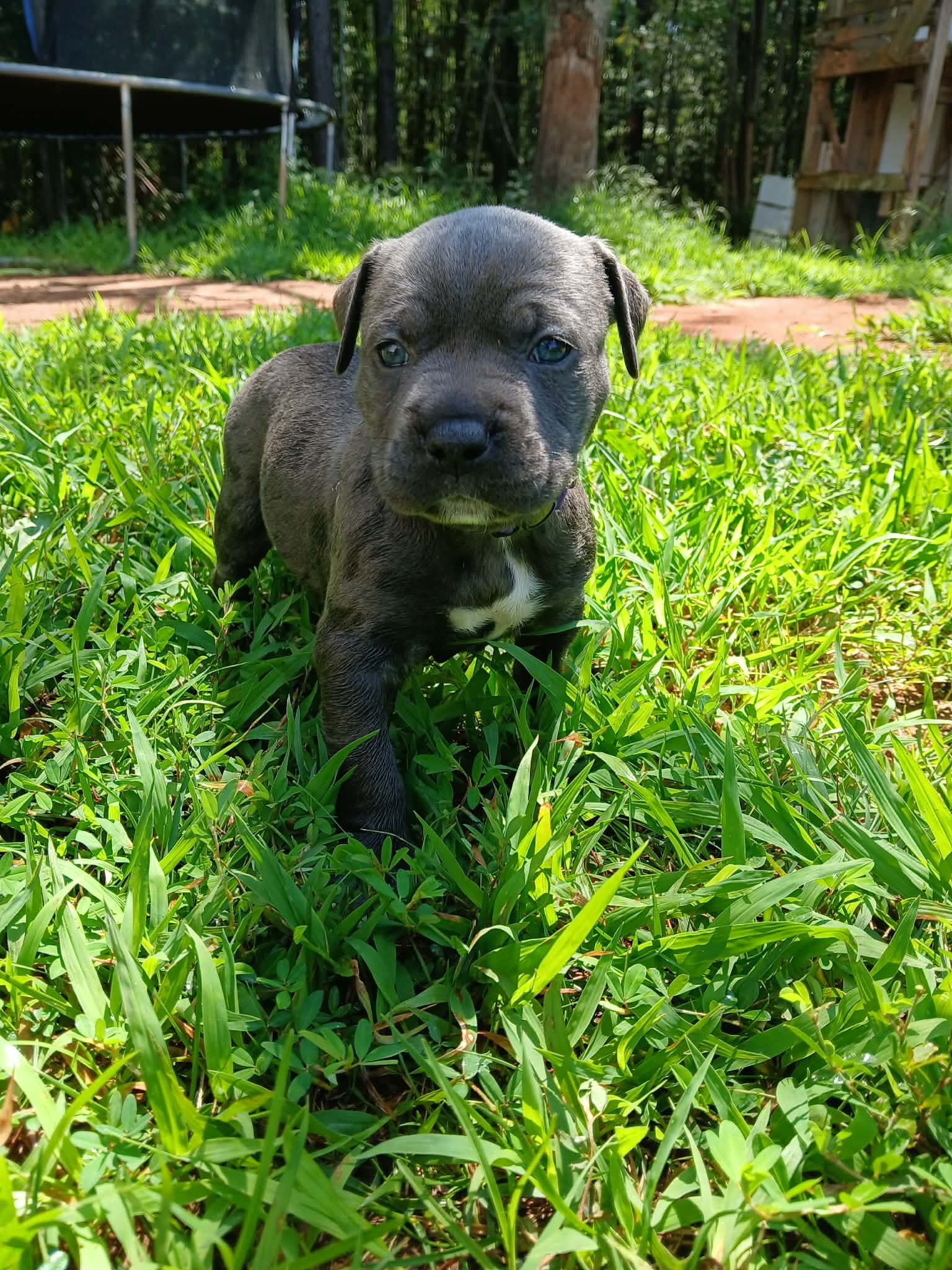 Classic American bullies image 1
