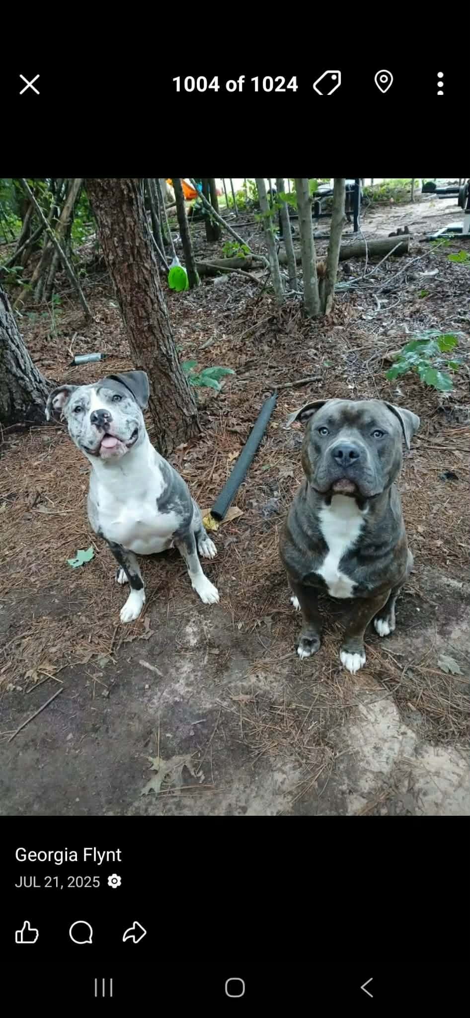 Classic American bullies image 8