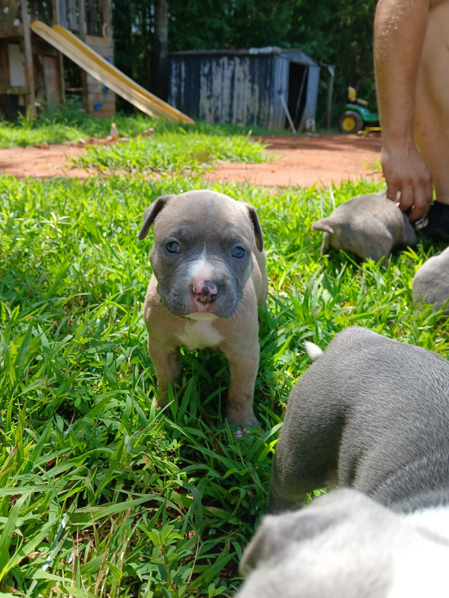 Classic American bullies image 2