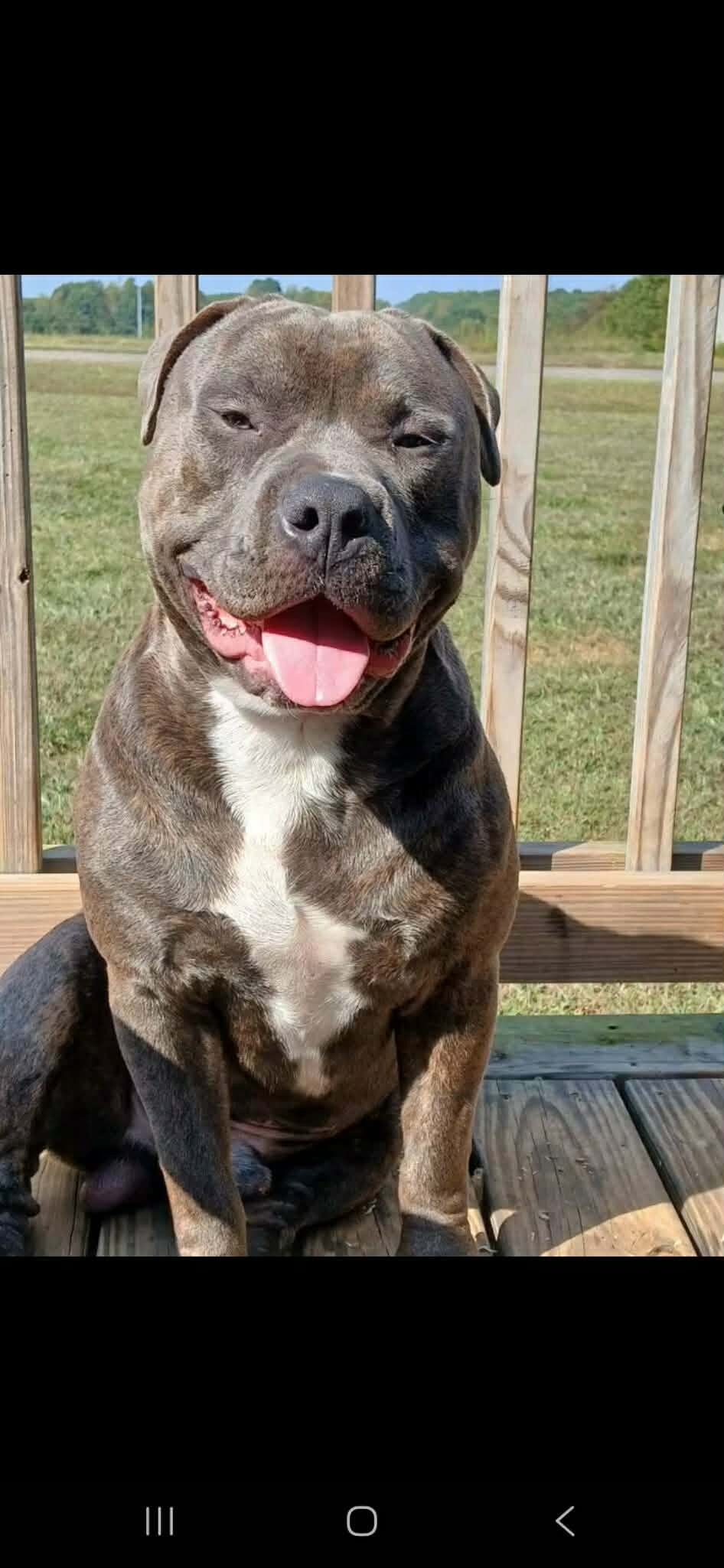 Classic American bullies image 5