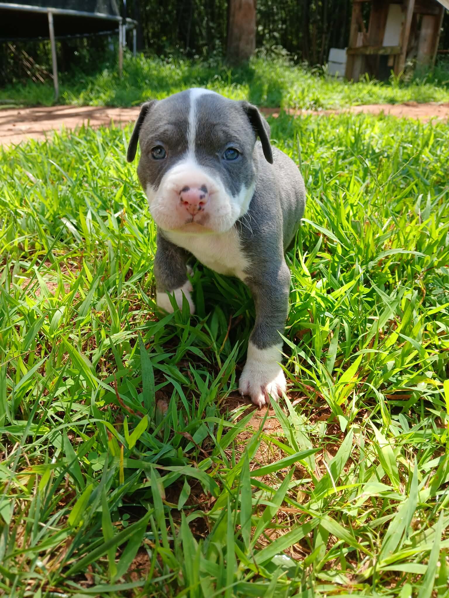 Classic American bullies image 3