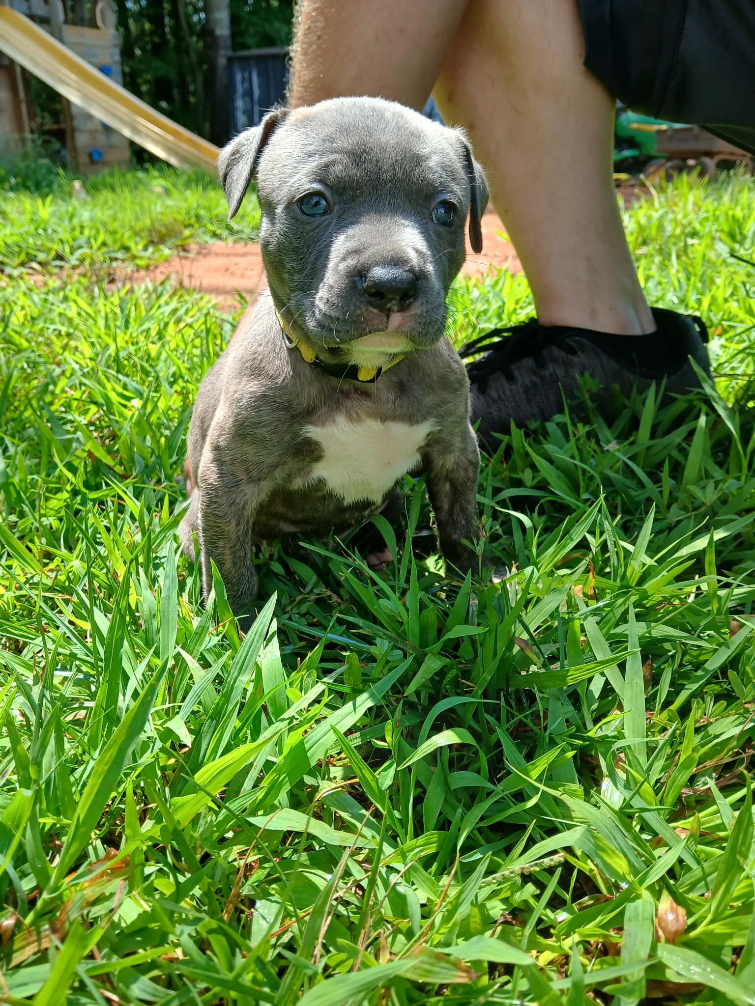 Classic American bullies image 4