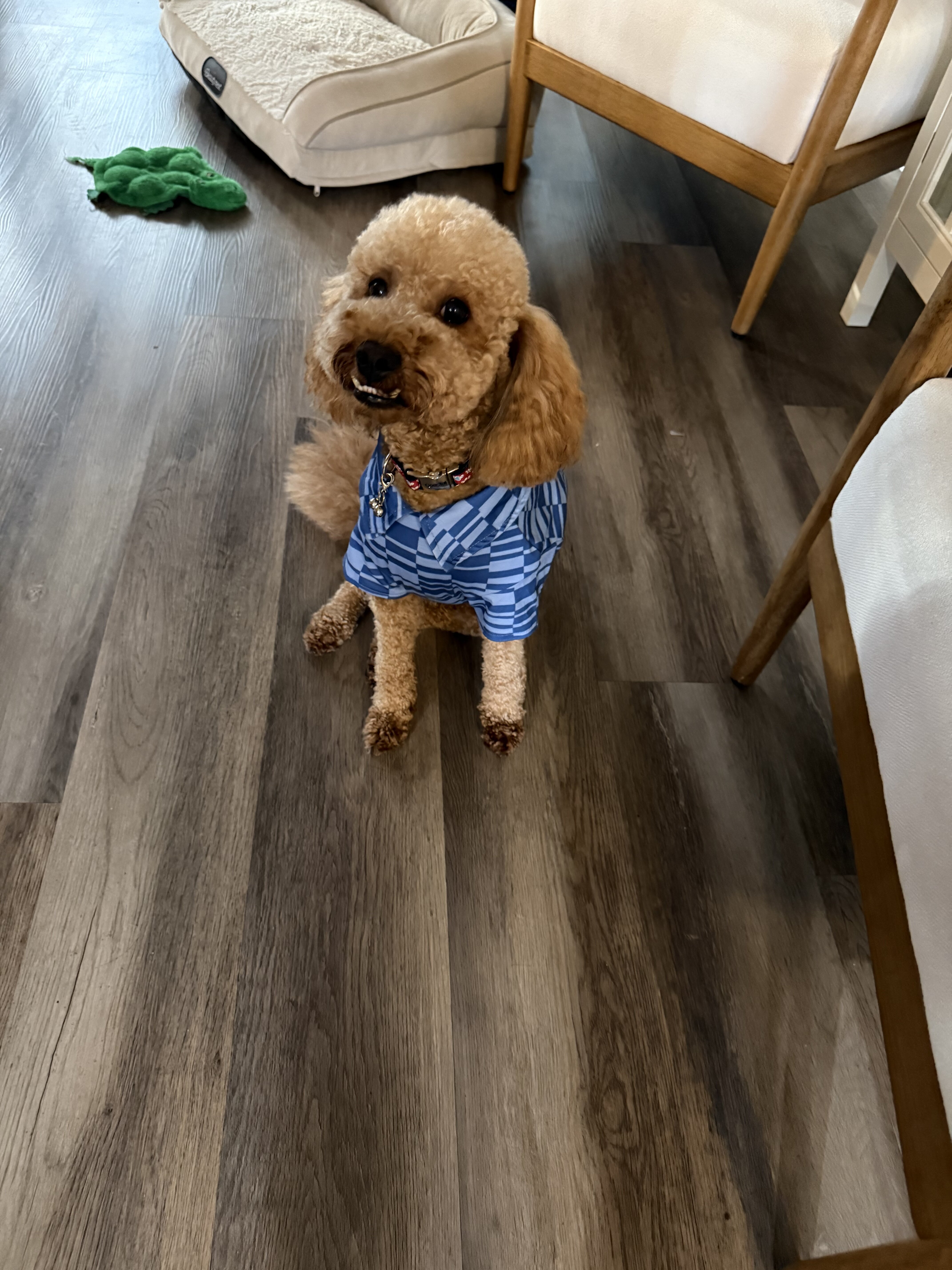 Meet Maui — A Sweet, Loving Mini Goldendoodle image 2