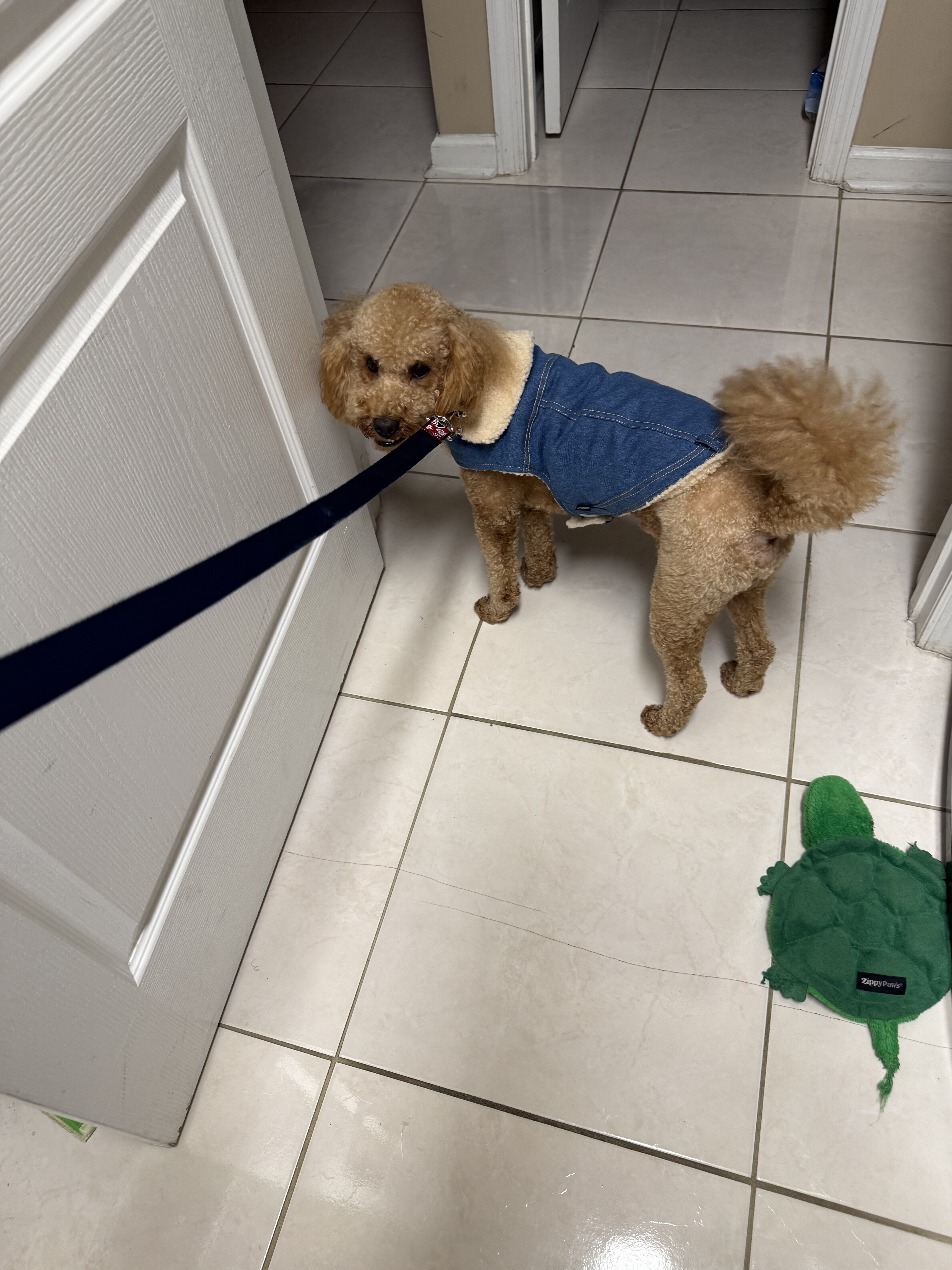 Meet Maui — A Sweet, Loving Mini Goldendoodle image 3