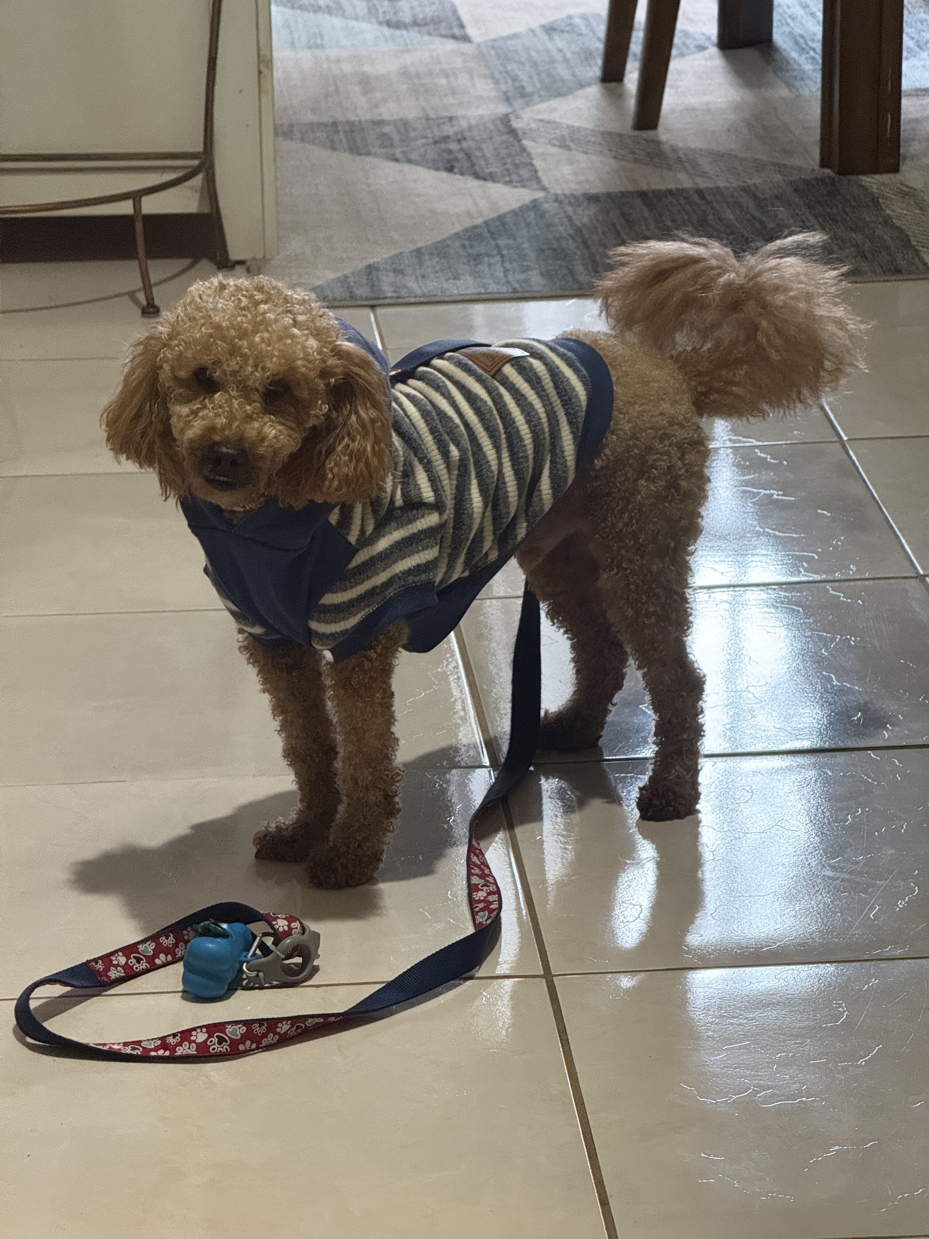 Meet Maui — A Sweet, Loving Mini Goldendoodle image 4