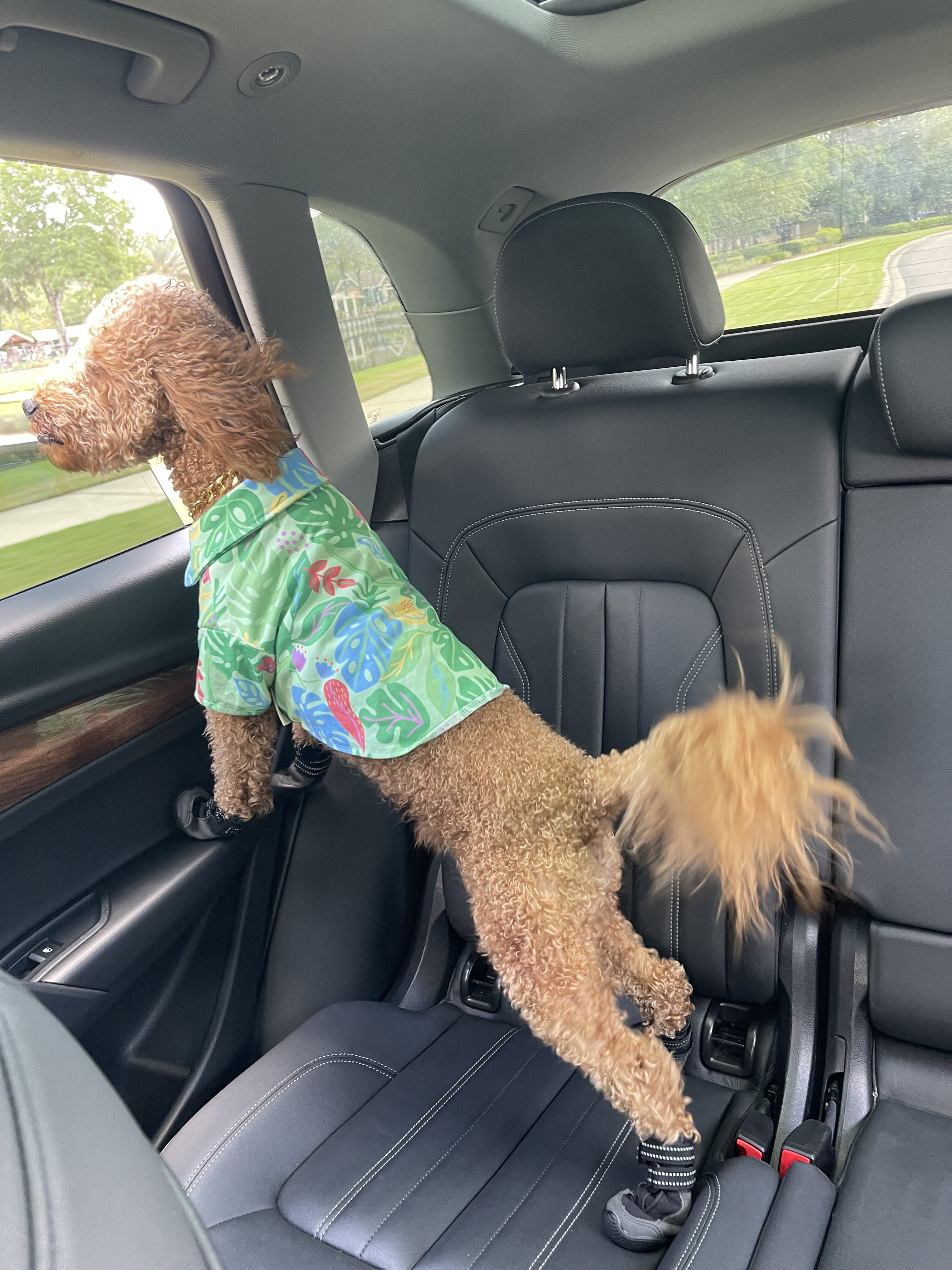 Meet Maui — A Sweet, Loving Mini Goldendoodle image 5