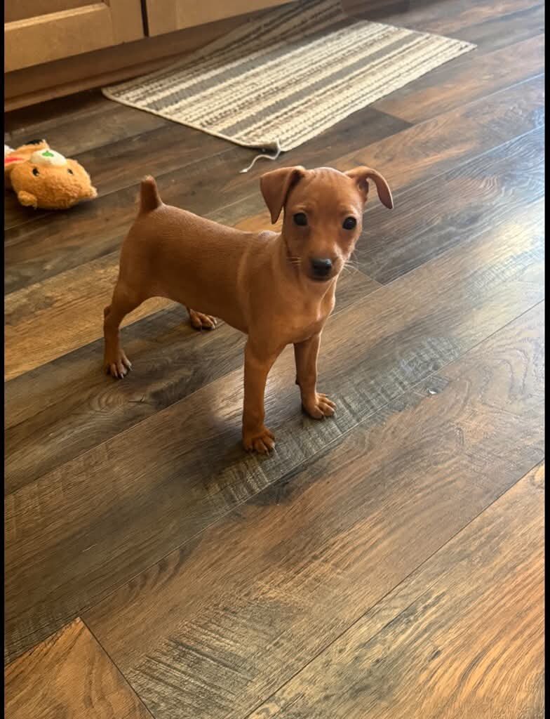 Miniature Pinscher puppy image 1