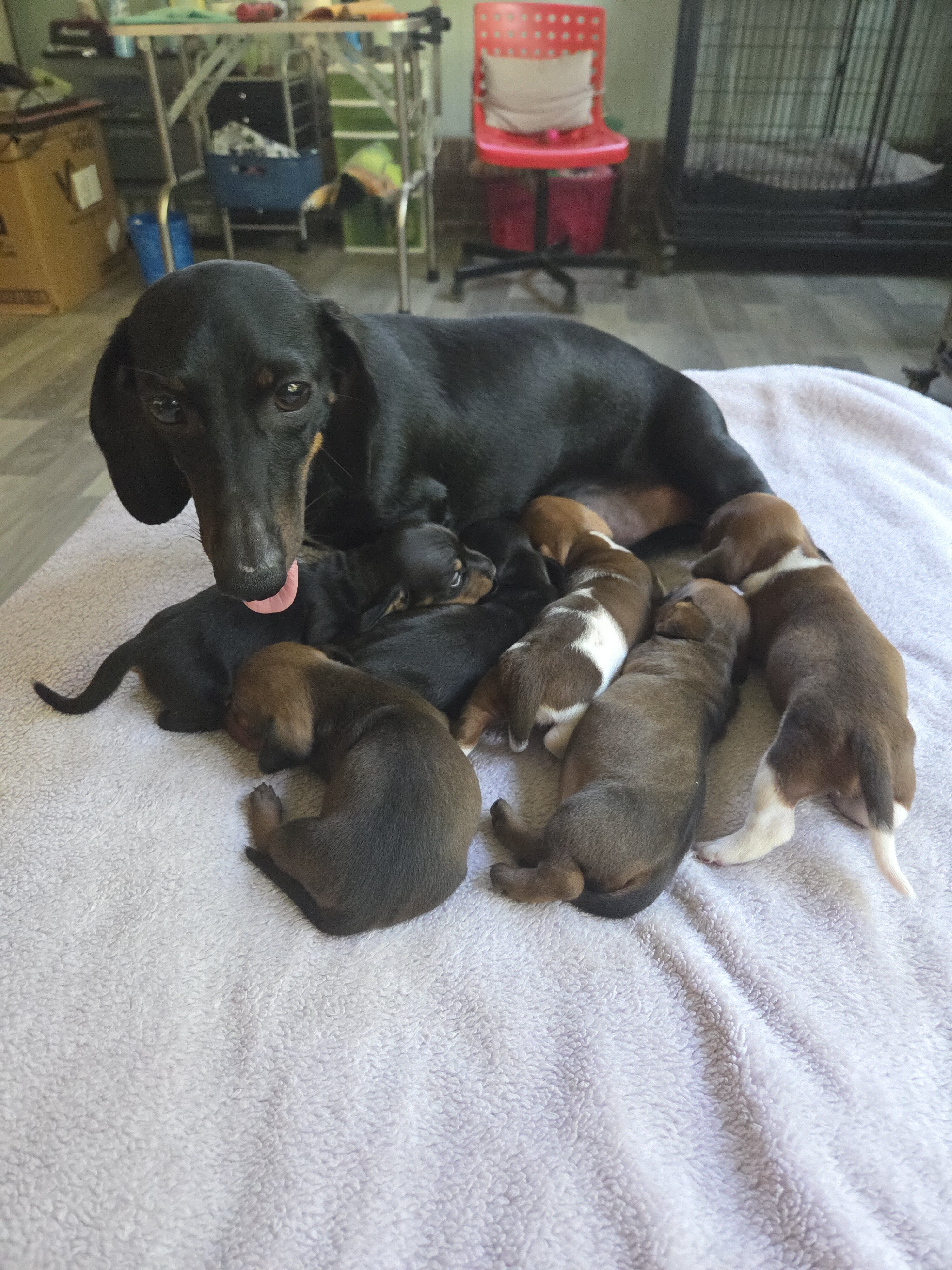 AKC registered Miniature Dachshund puppies image 1