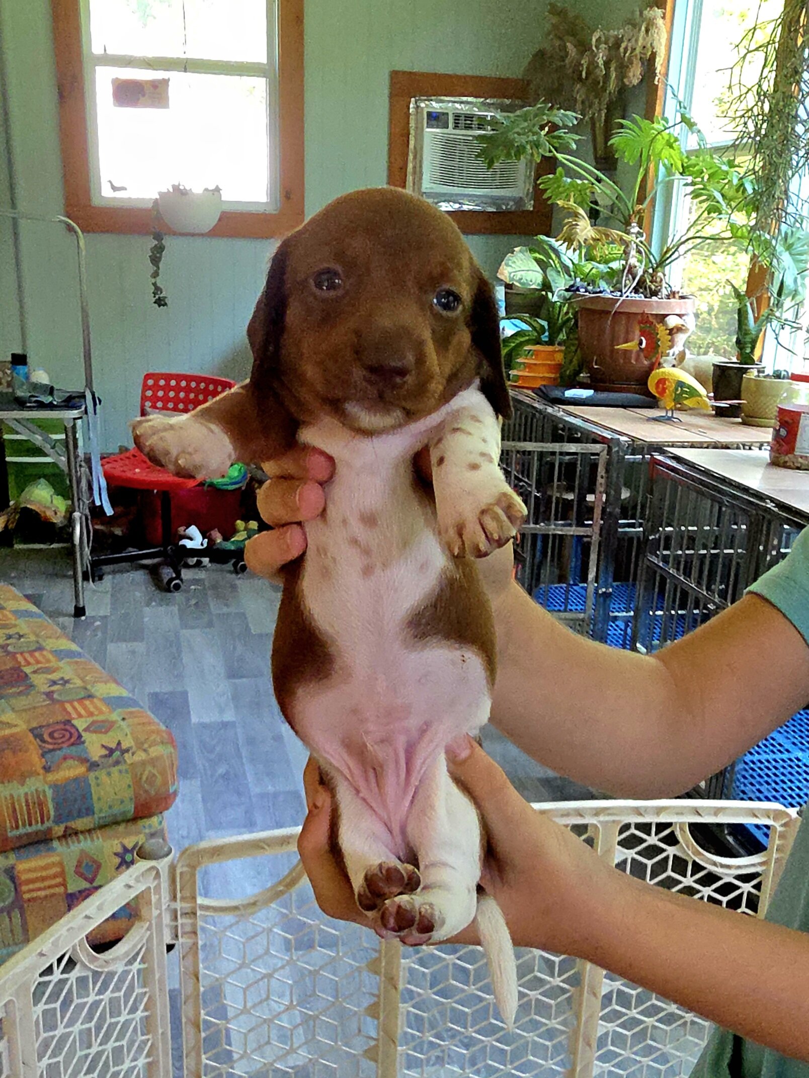 AKC registered Miniature Dachshund puppies image 2