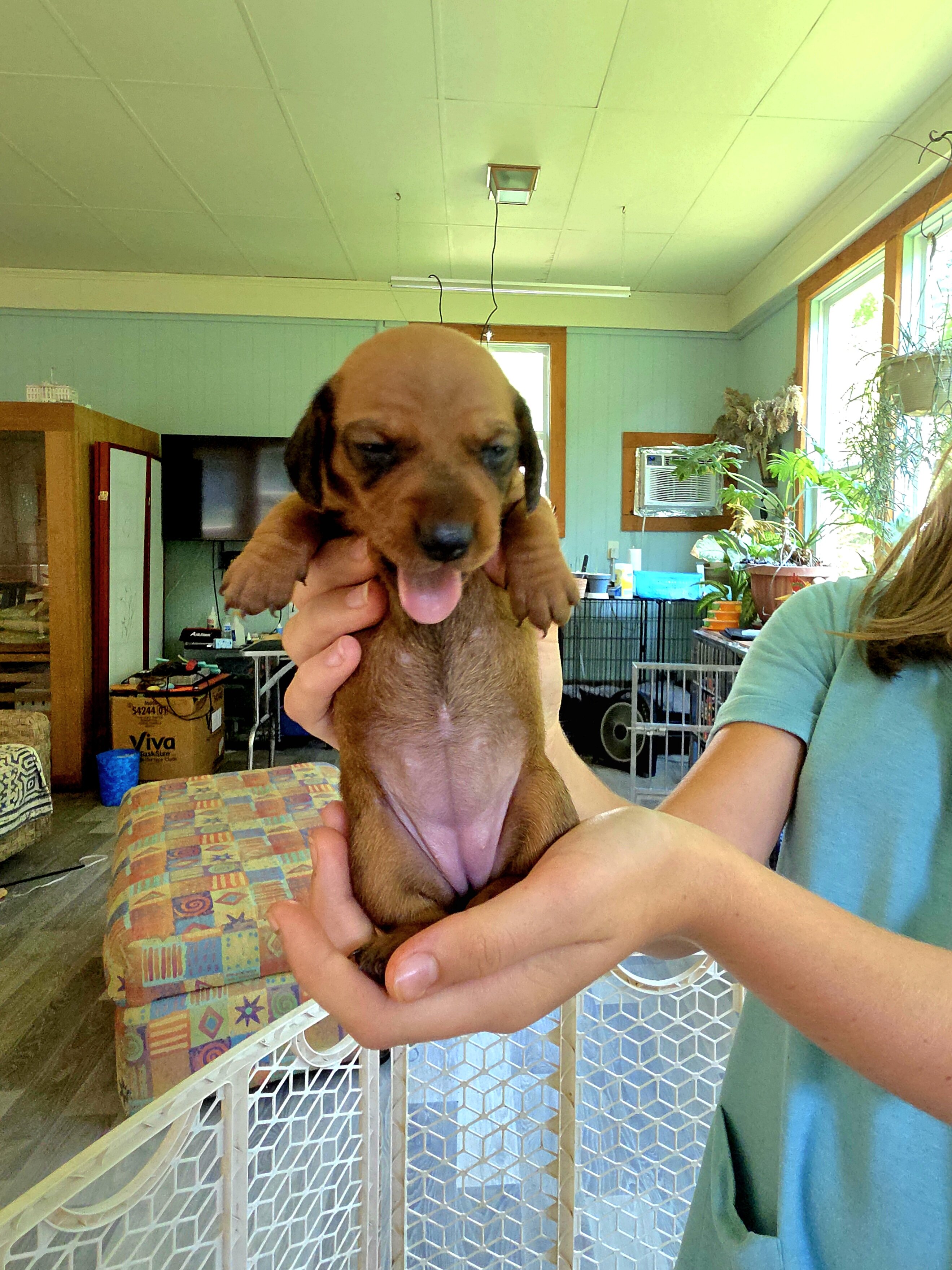 AKC registered Miniature Dachshund puppies image 3