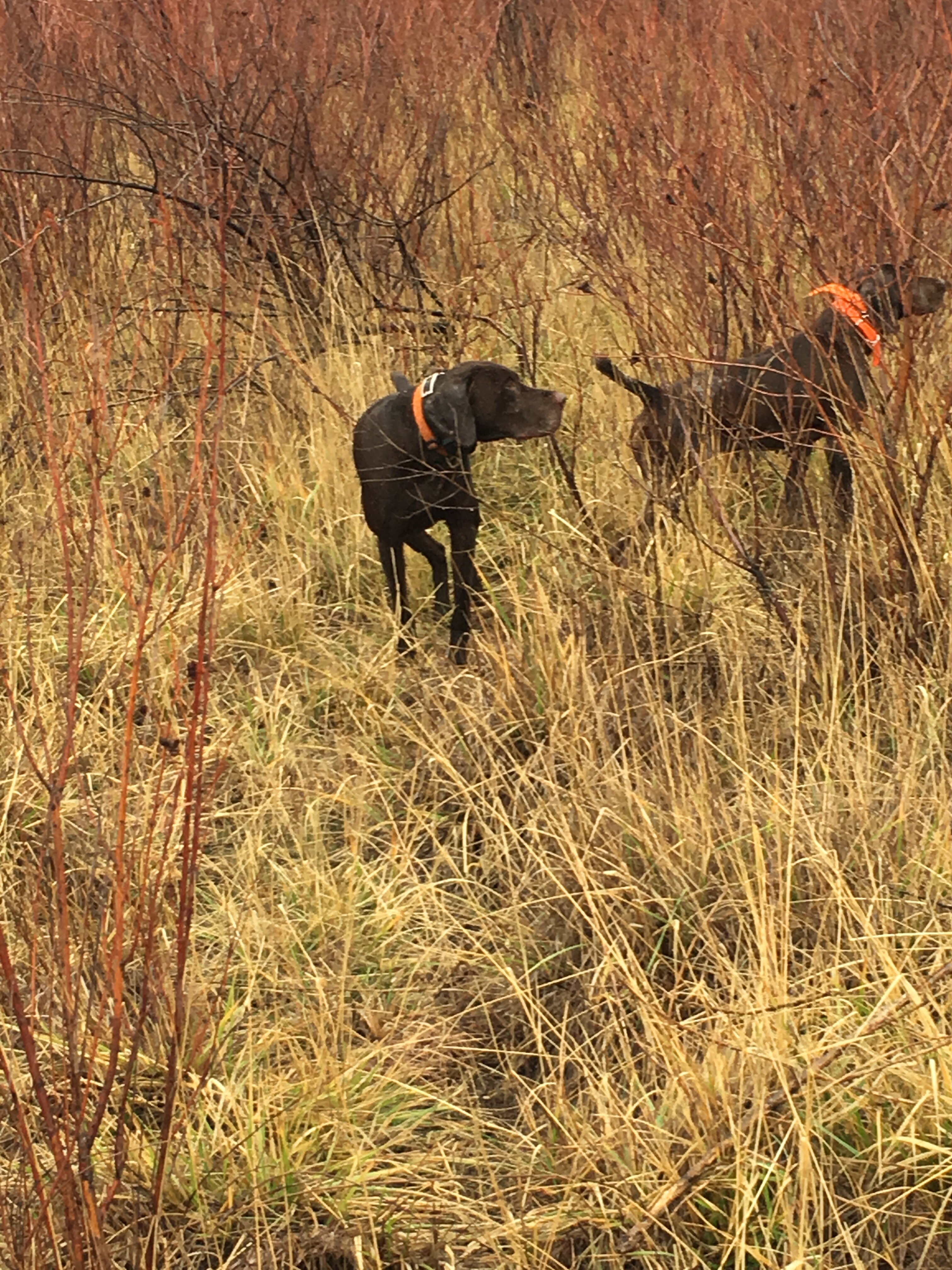 German Shorthair Pointer Puppies image 2