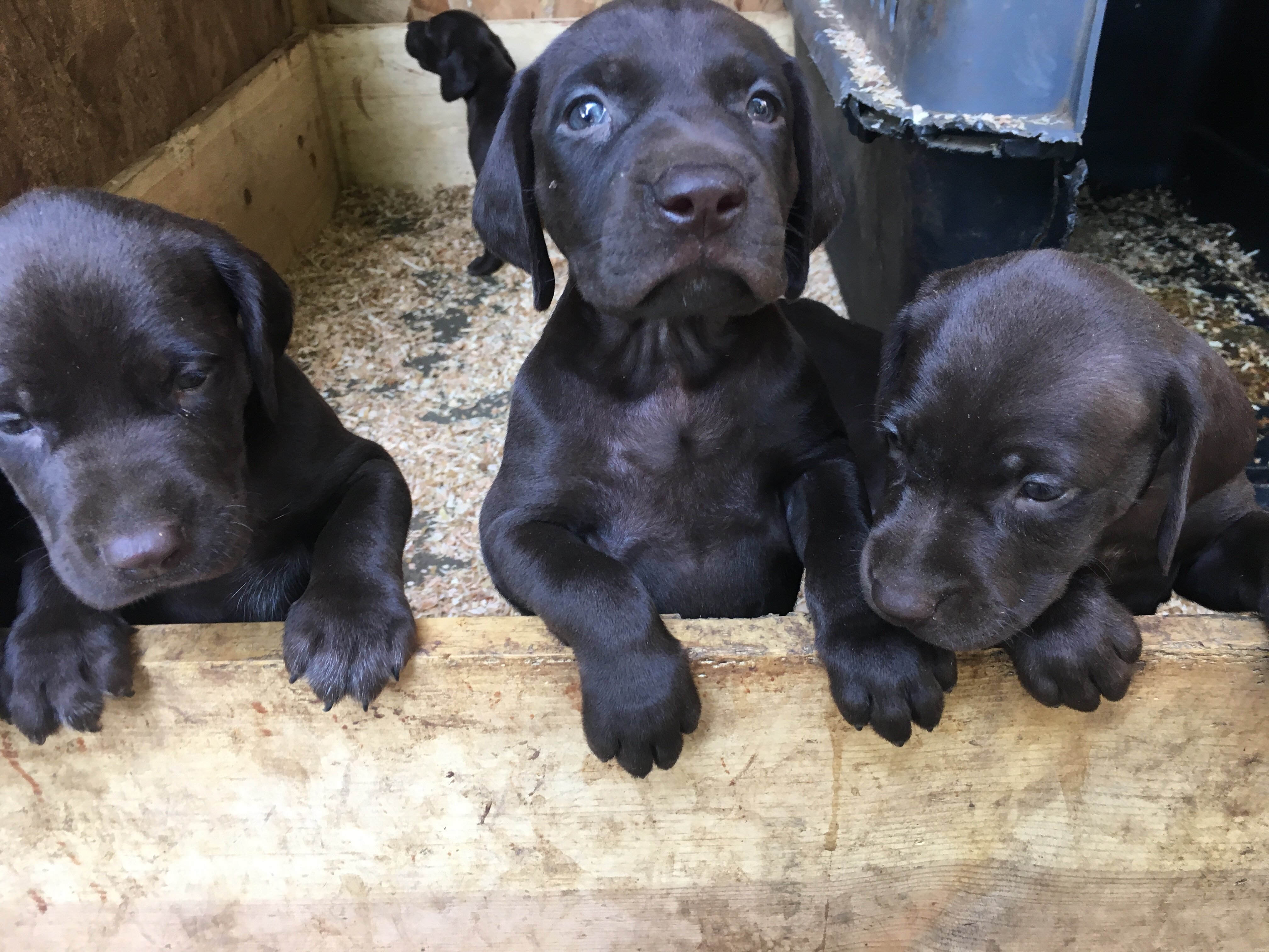 German Shorthair Pointer Puppies image 4