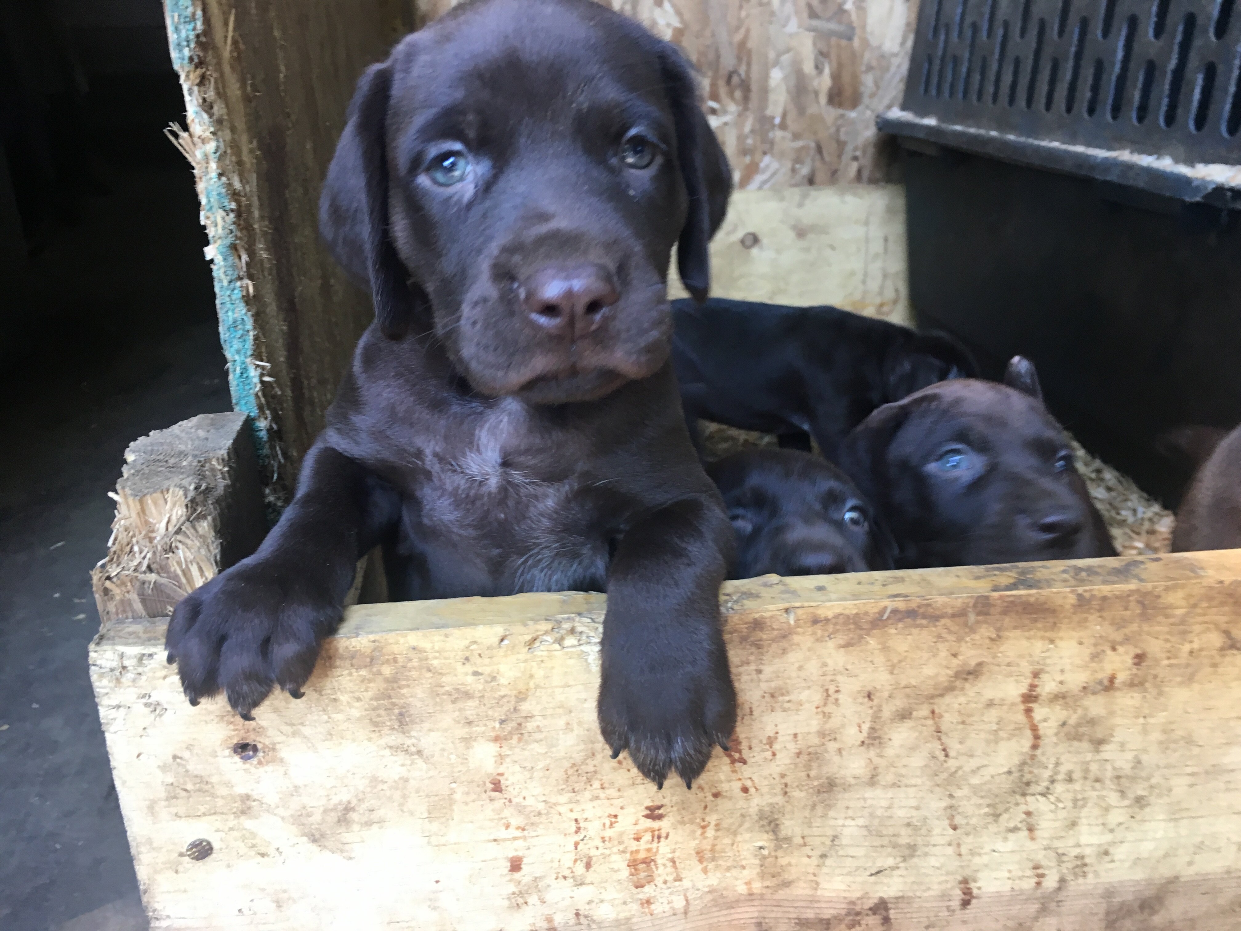 German Shorthair Pointer Puppies image 3
