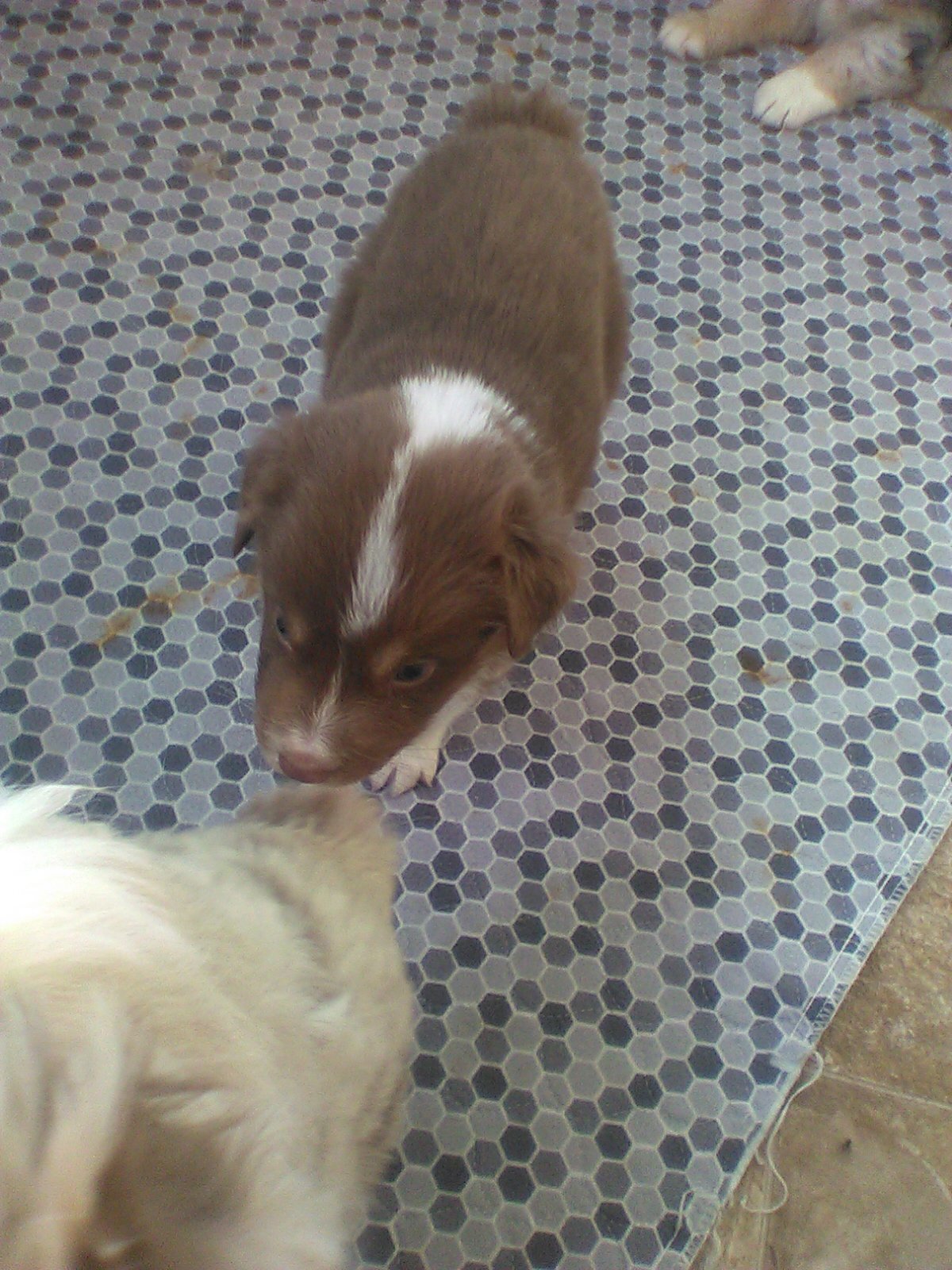 Nevaduh Aussies image 1