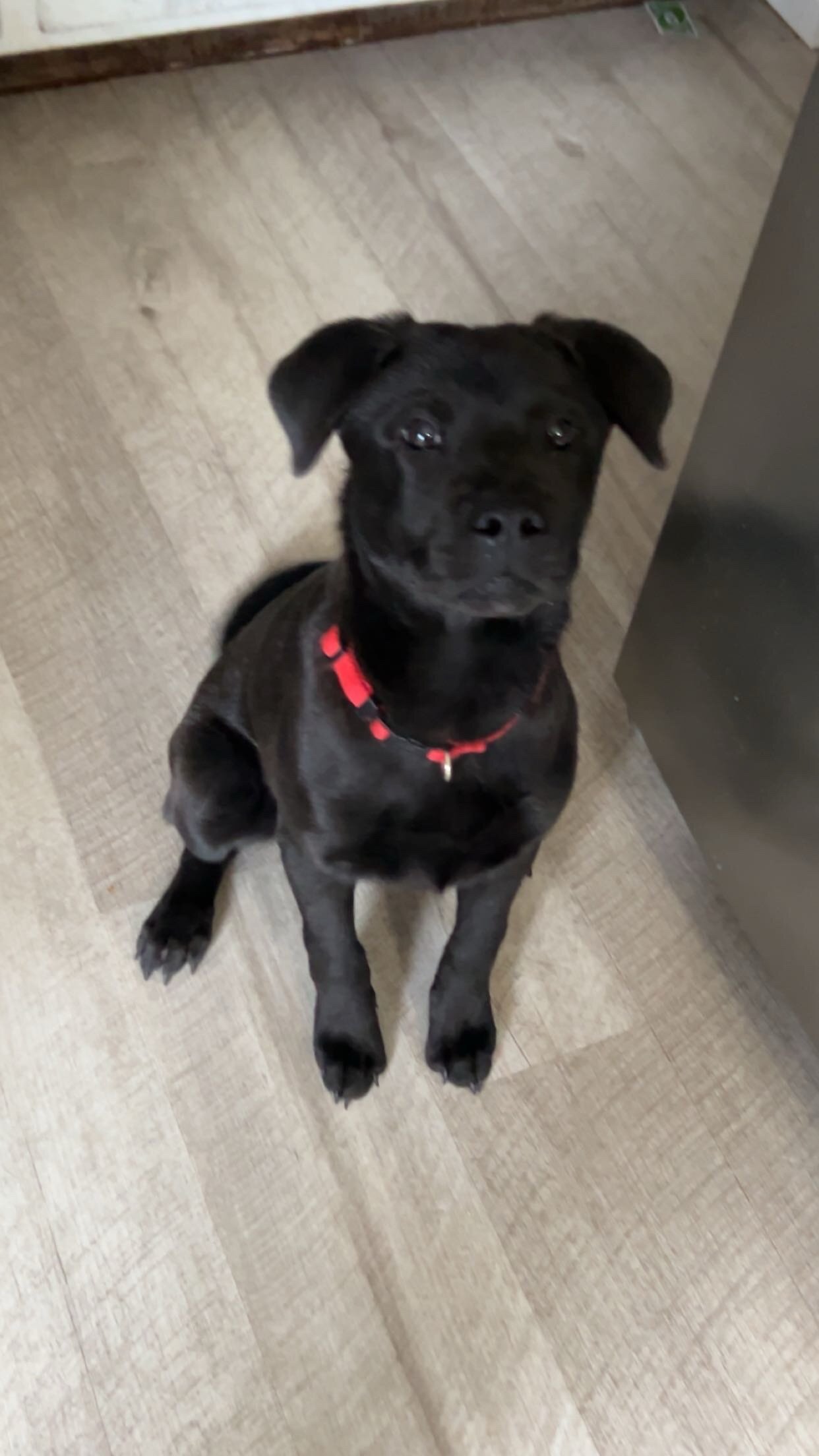 Chow chow MIX puppy image 1