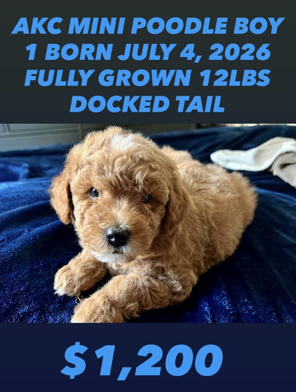 MINI POODLES image 2
