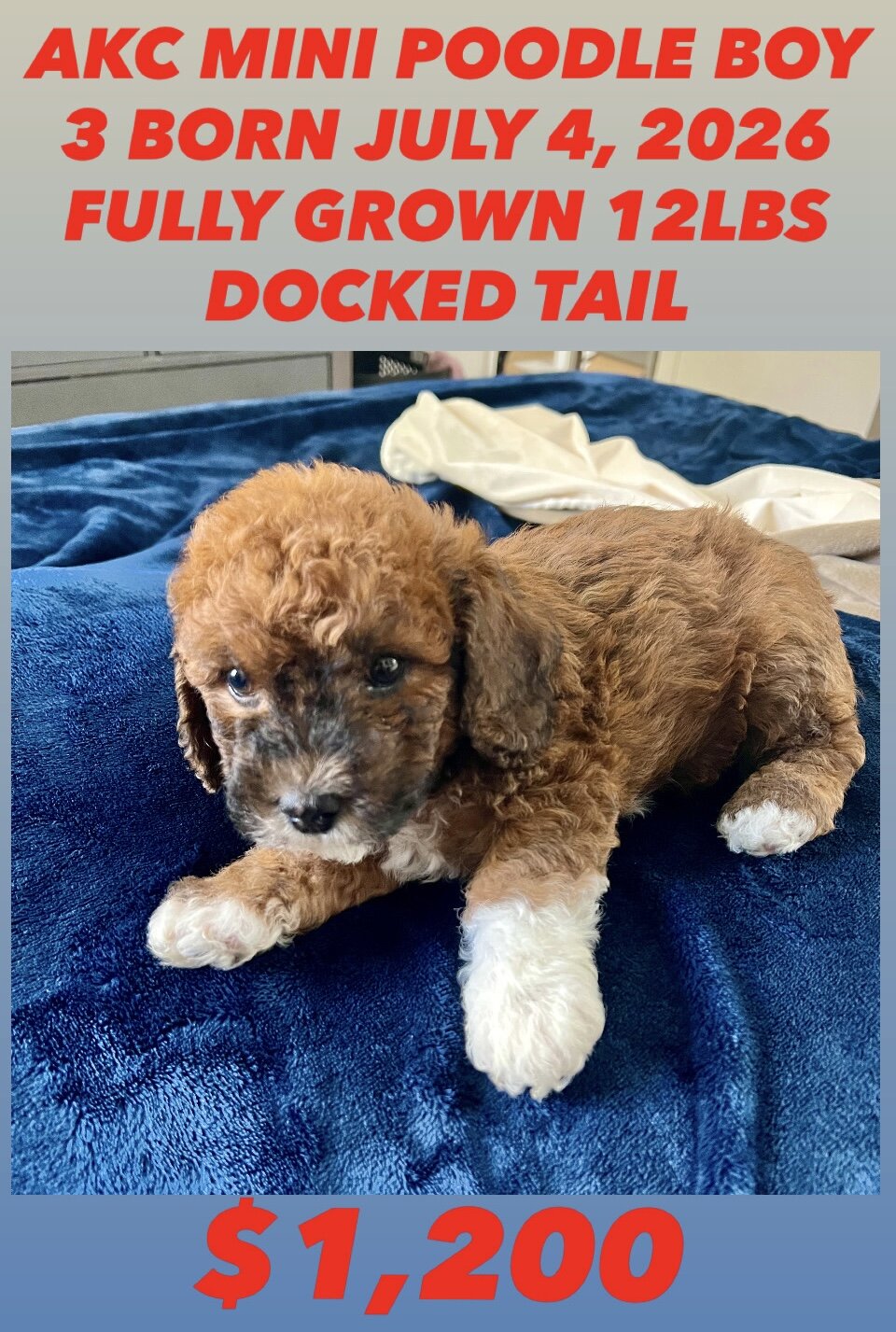 MINI POODLES image 3