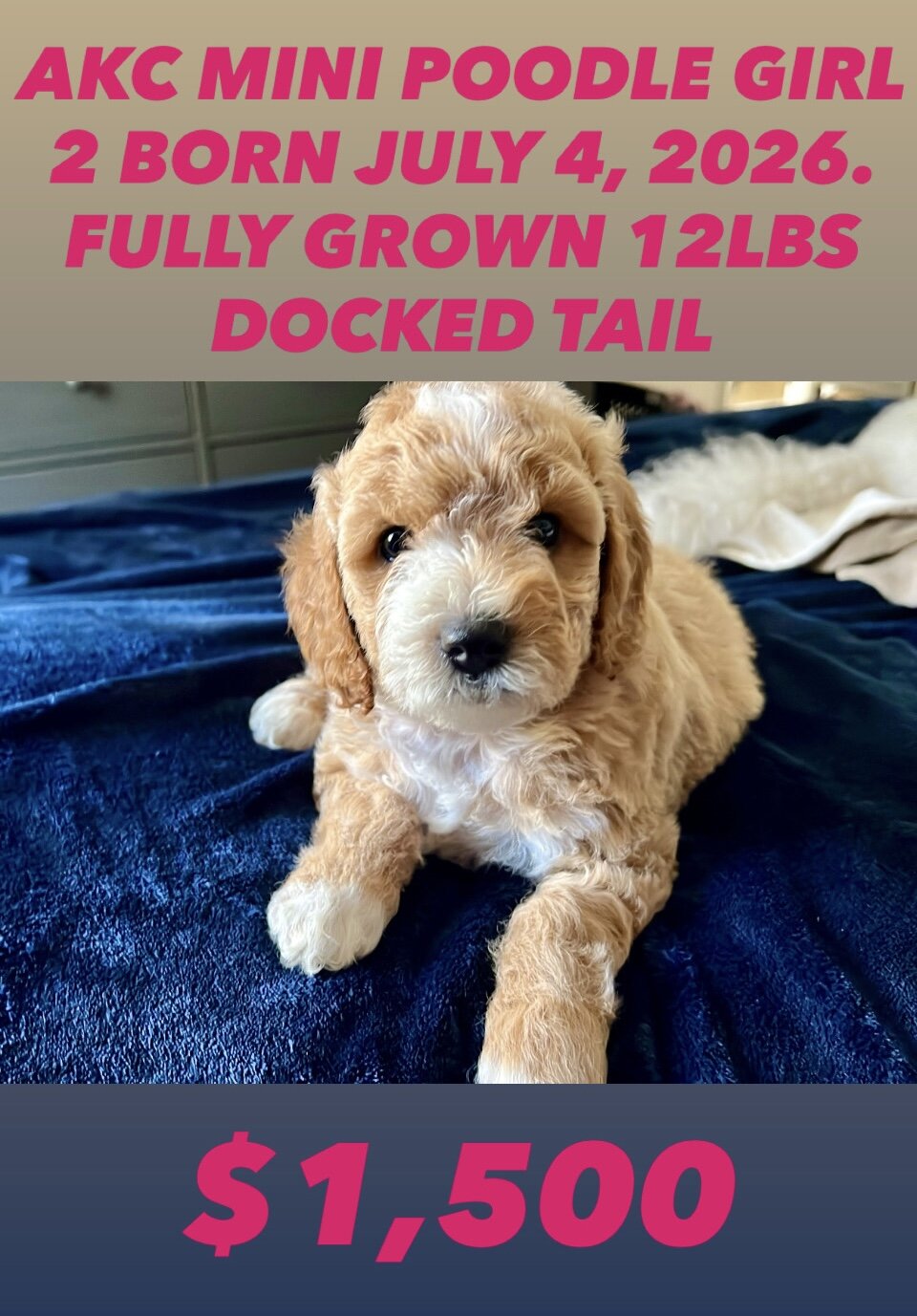 MINI POODLES image 1