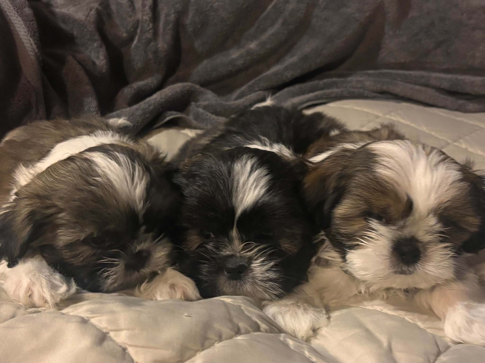 Purebred Shih Tzu Puppies 1  female 3  male image 3