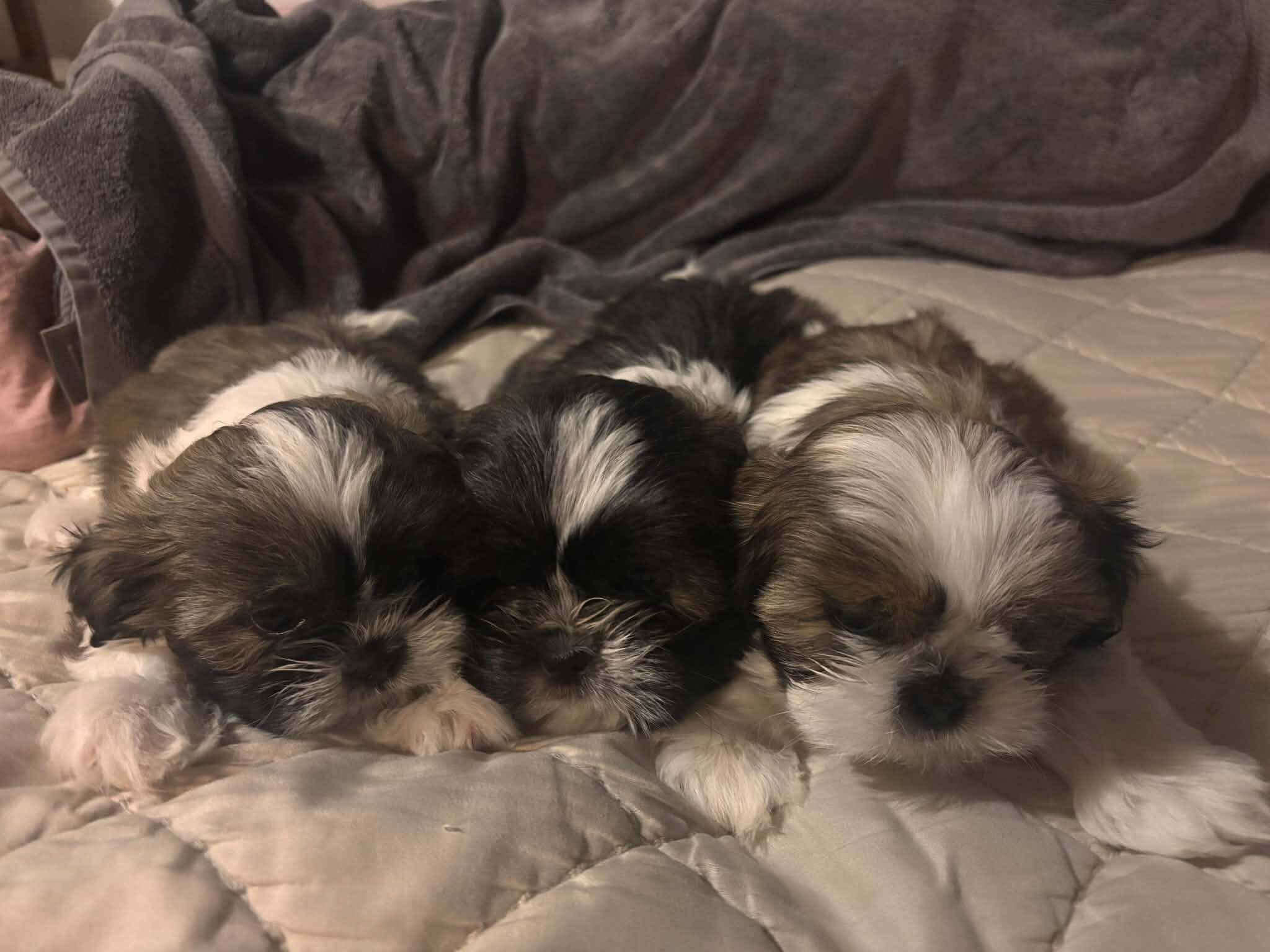 Purebred Shih Tzu Puppies 1  female 3  male image 4