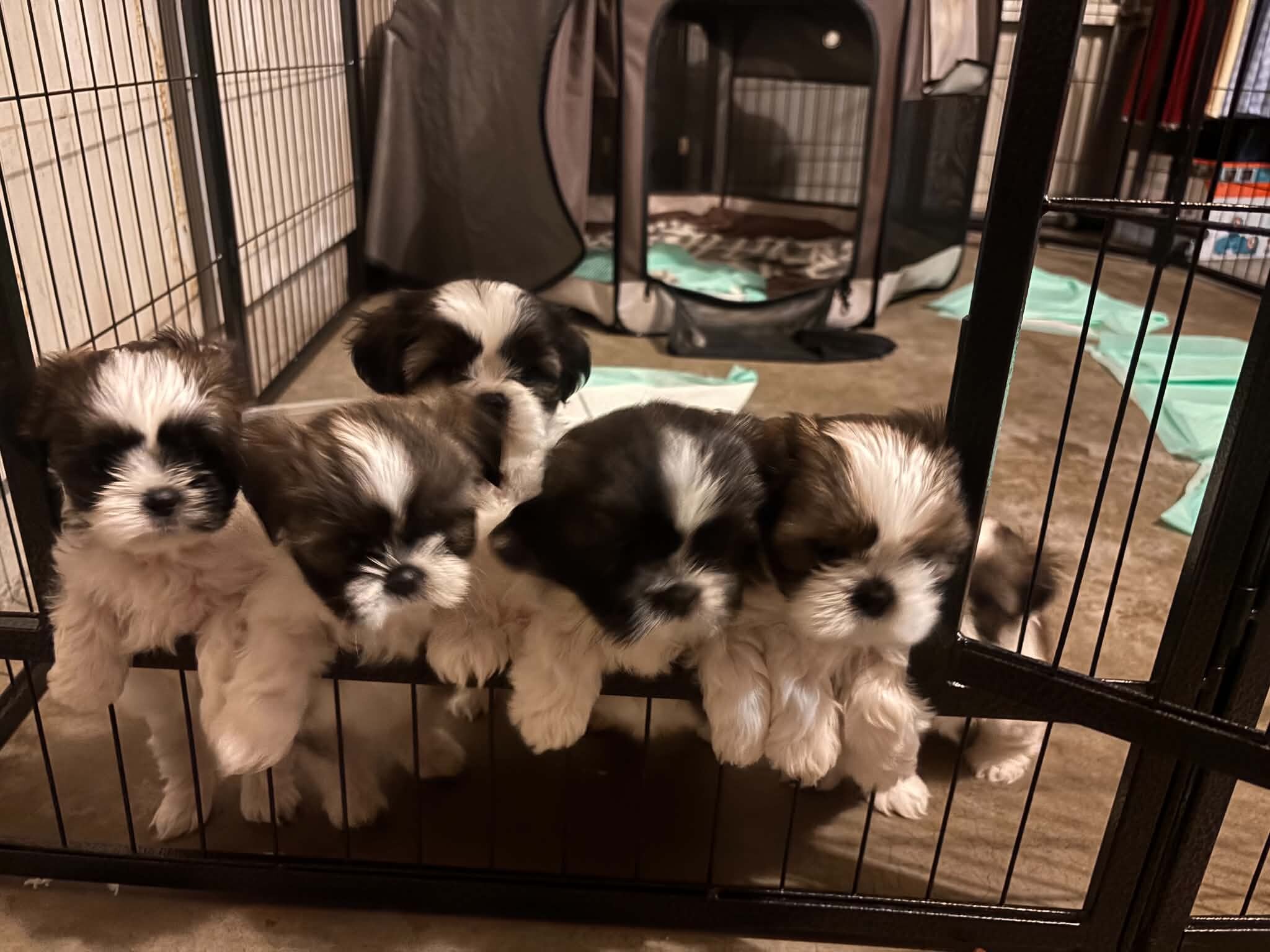 Purebred Shih Tzu Puppies 1  female 3  male image 5