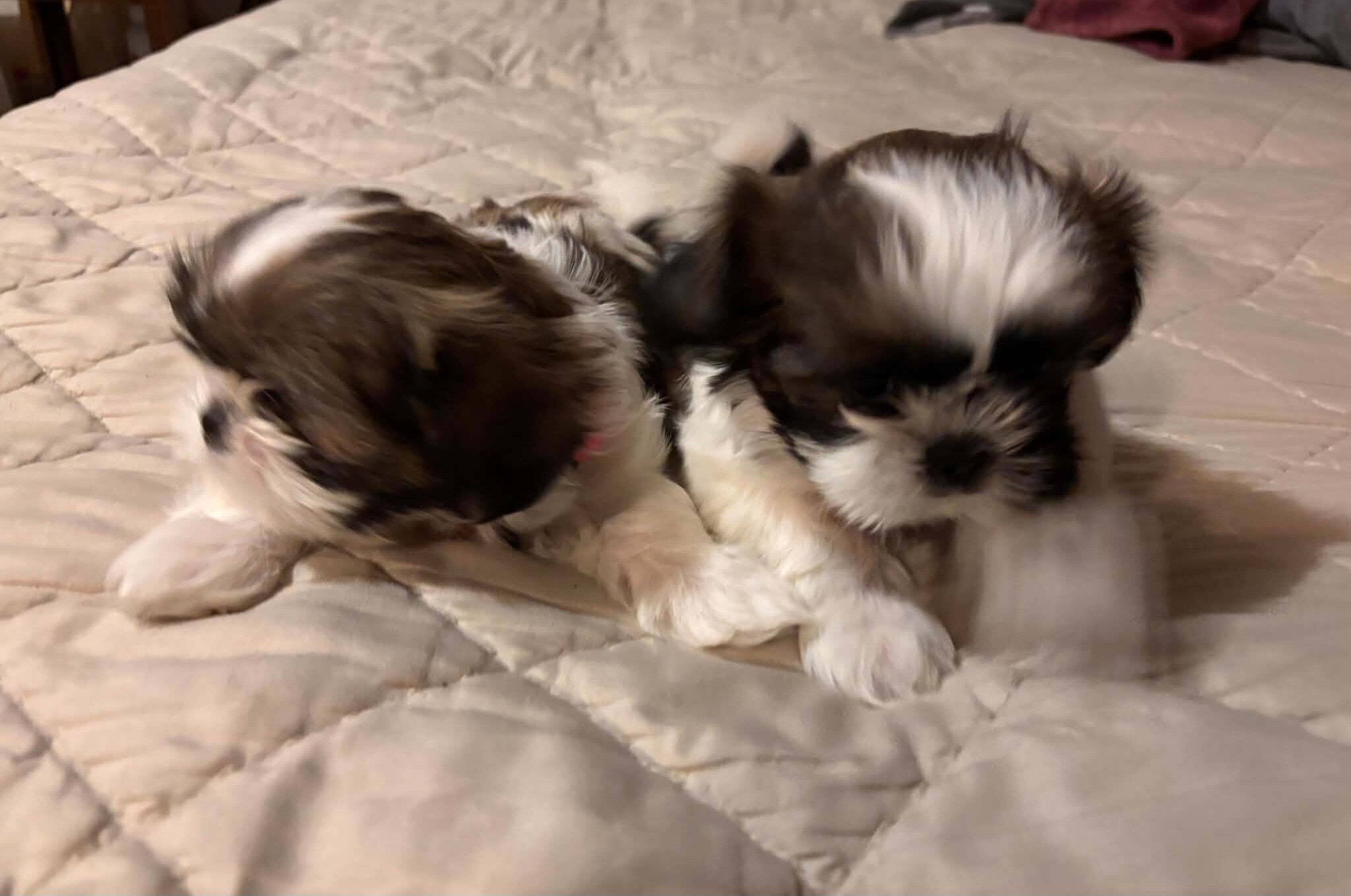 Purebred Shih Tzu Puppies 1  female 3  male image 1