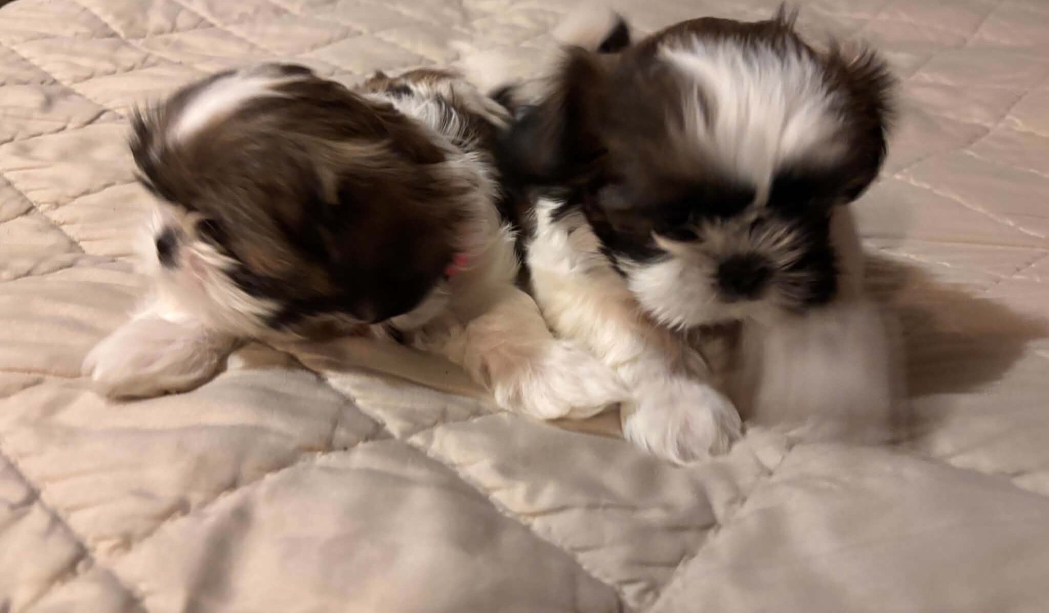 Purebred Shih Tzu Puppies 1  female 3  male image 2