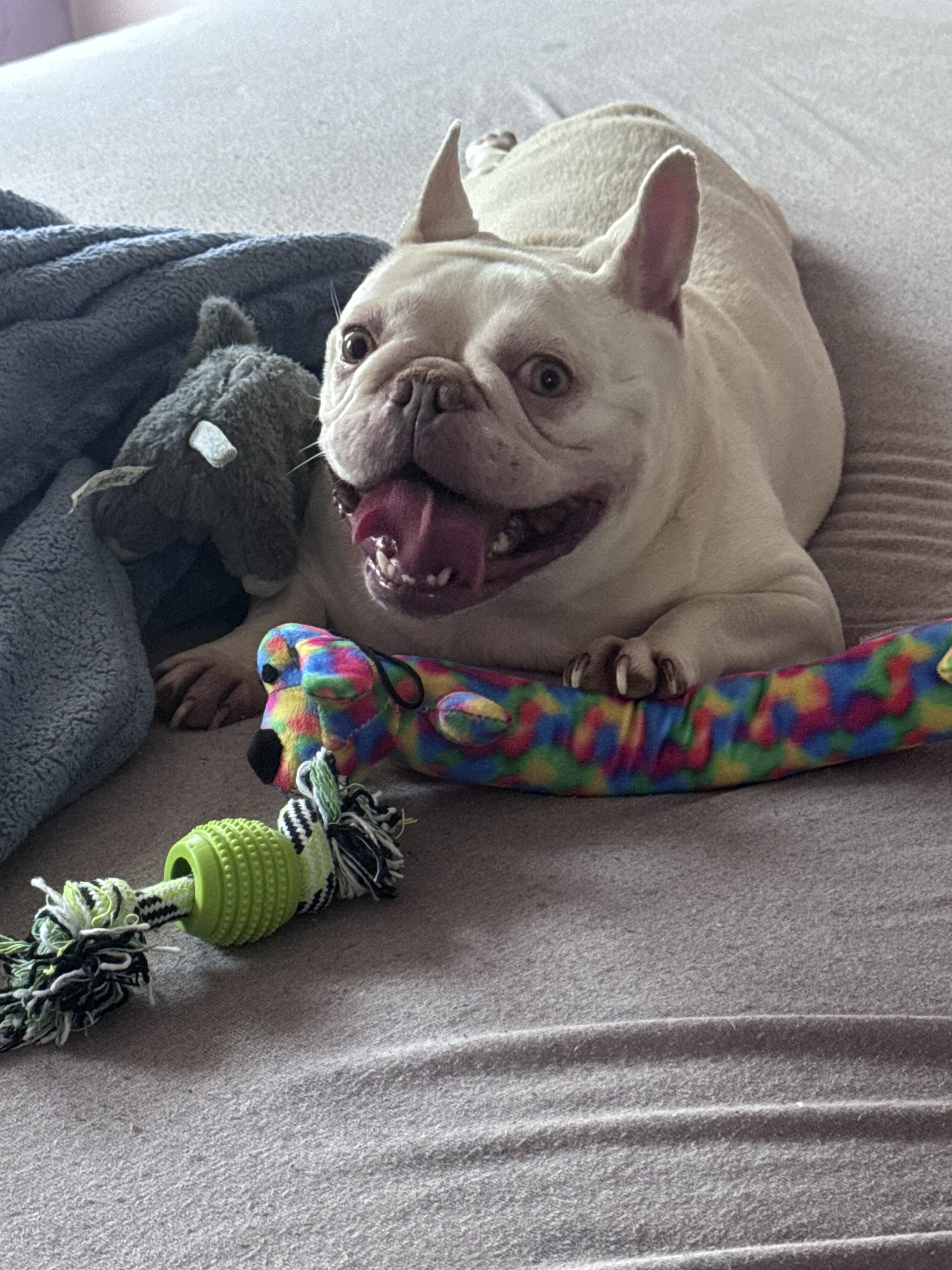 Adult female bulldog image 1