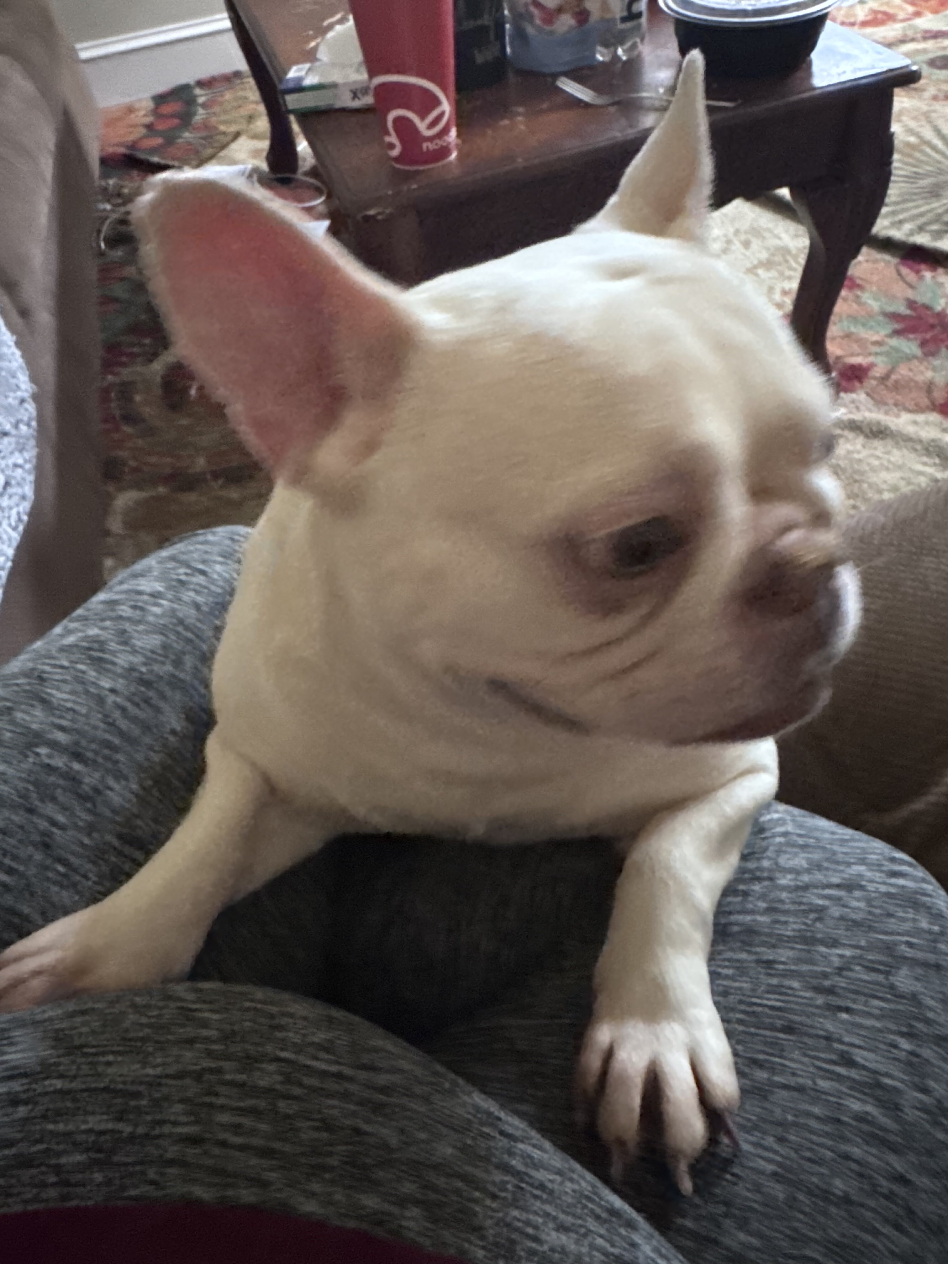 Adult female bulldog image 2