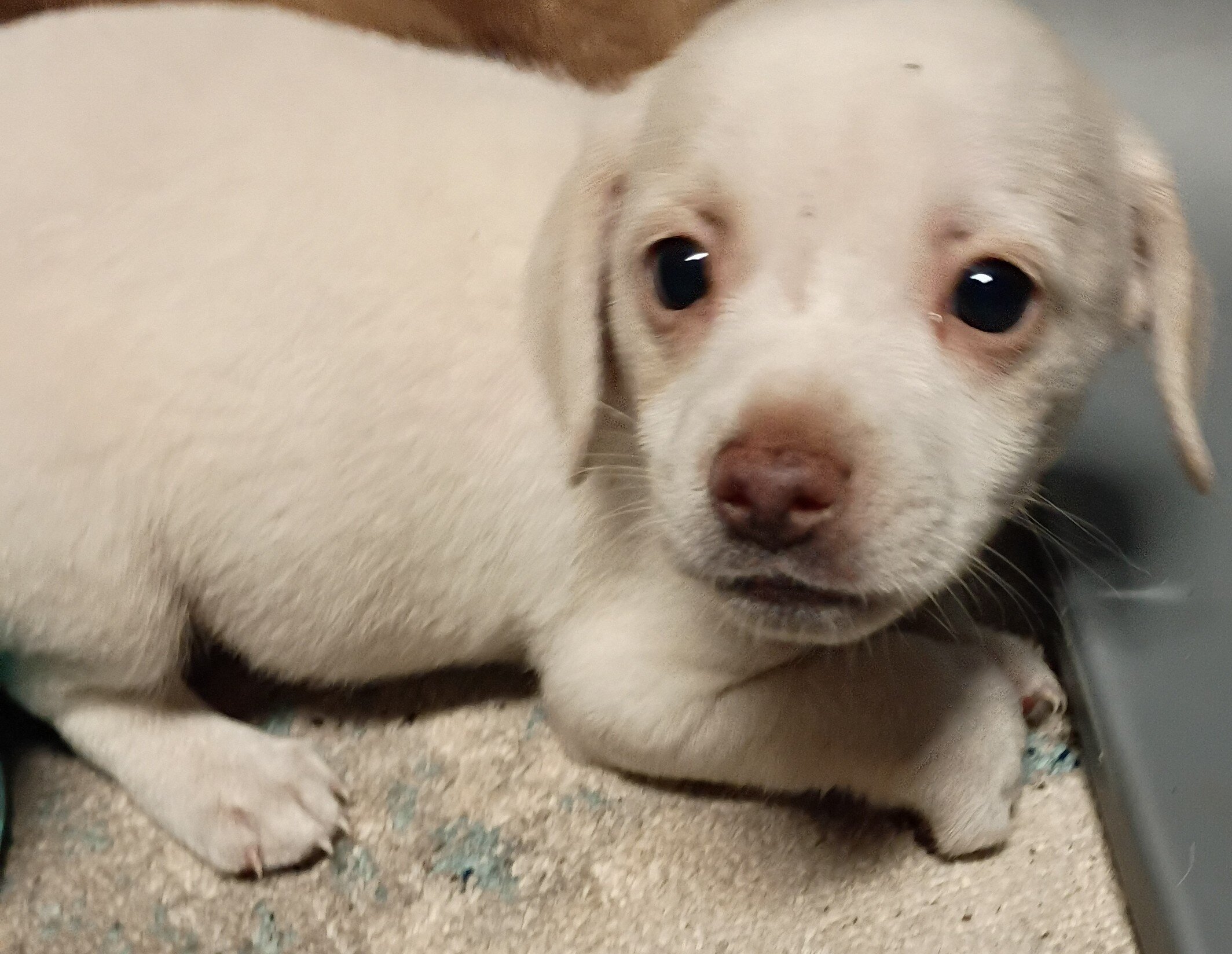 Chiweenies image 1
