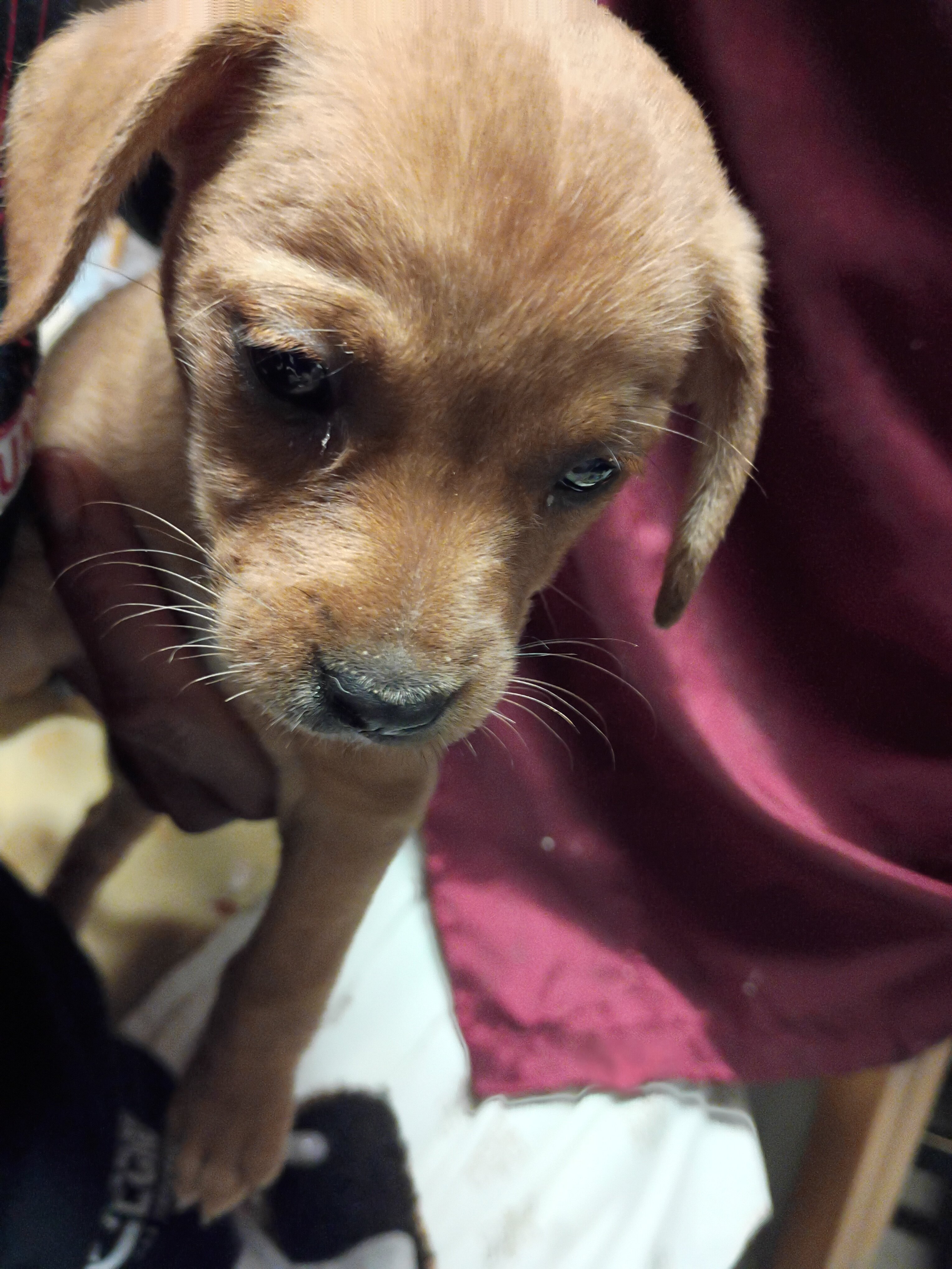 Chiweenies image 7