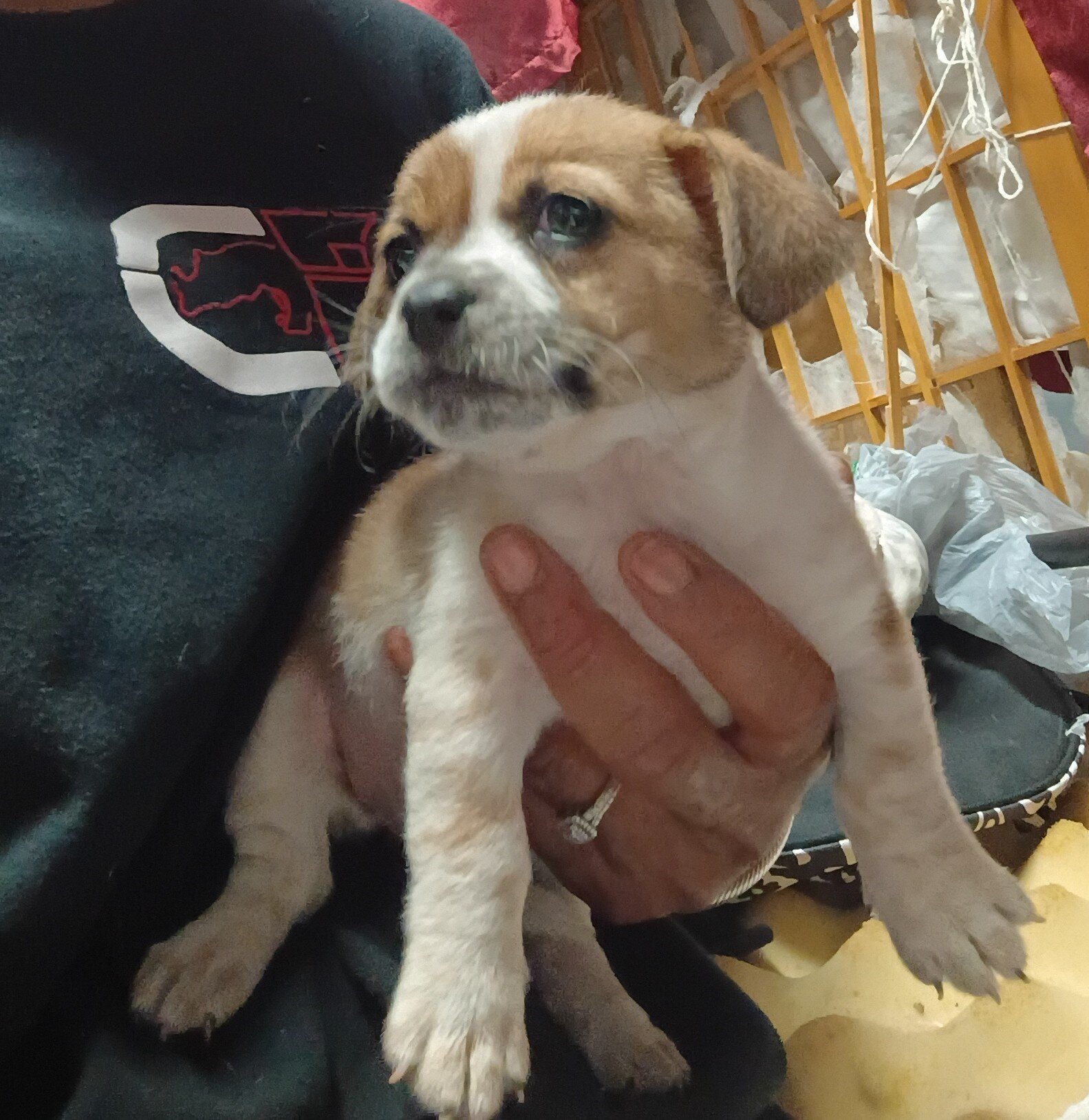 Chiweenies image 3