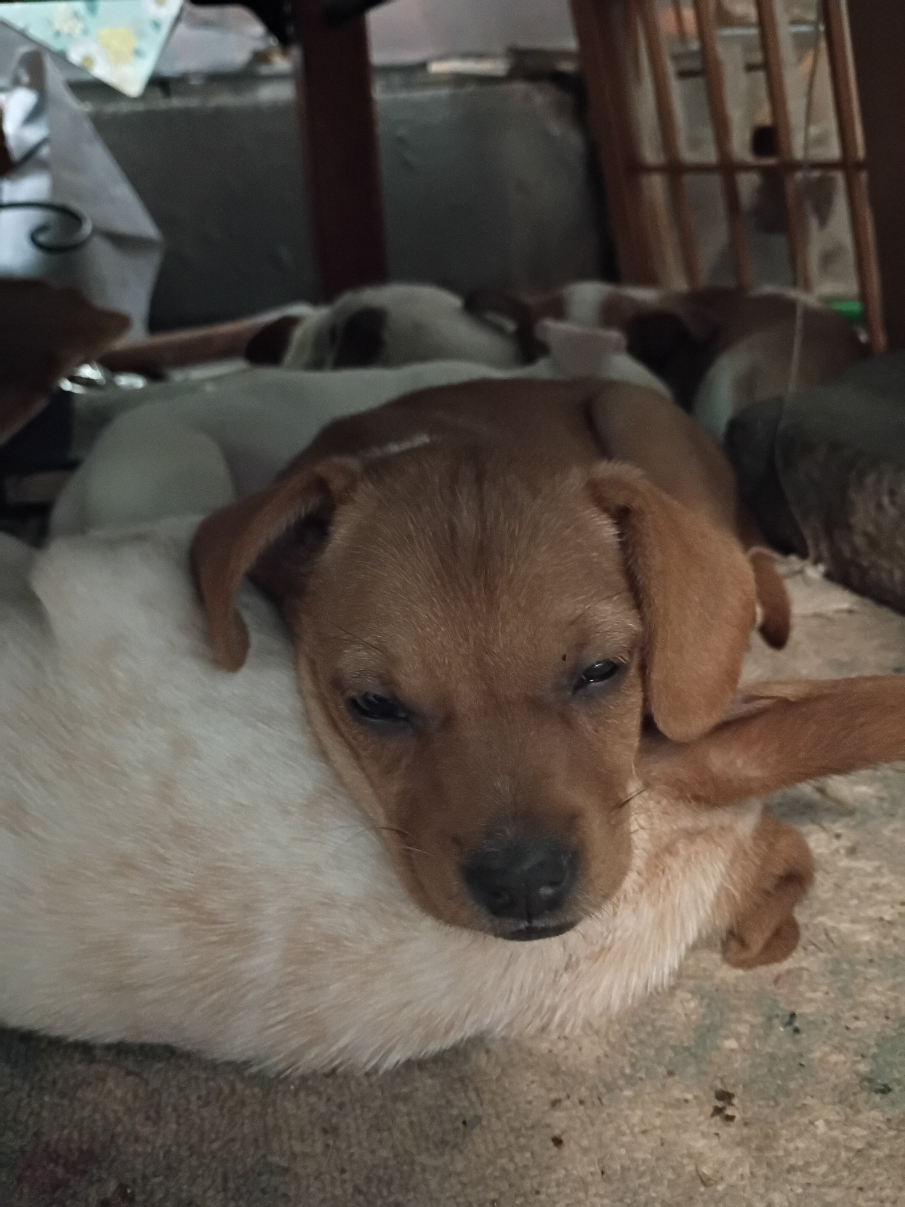Chiweenies image 4