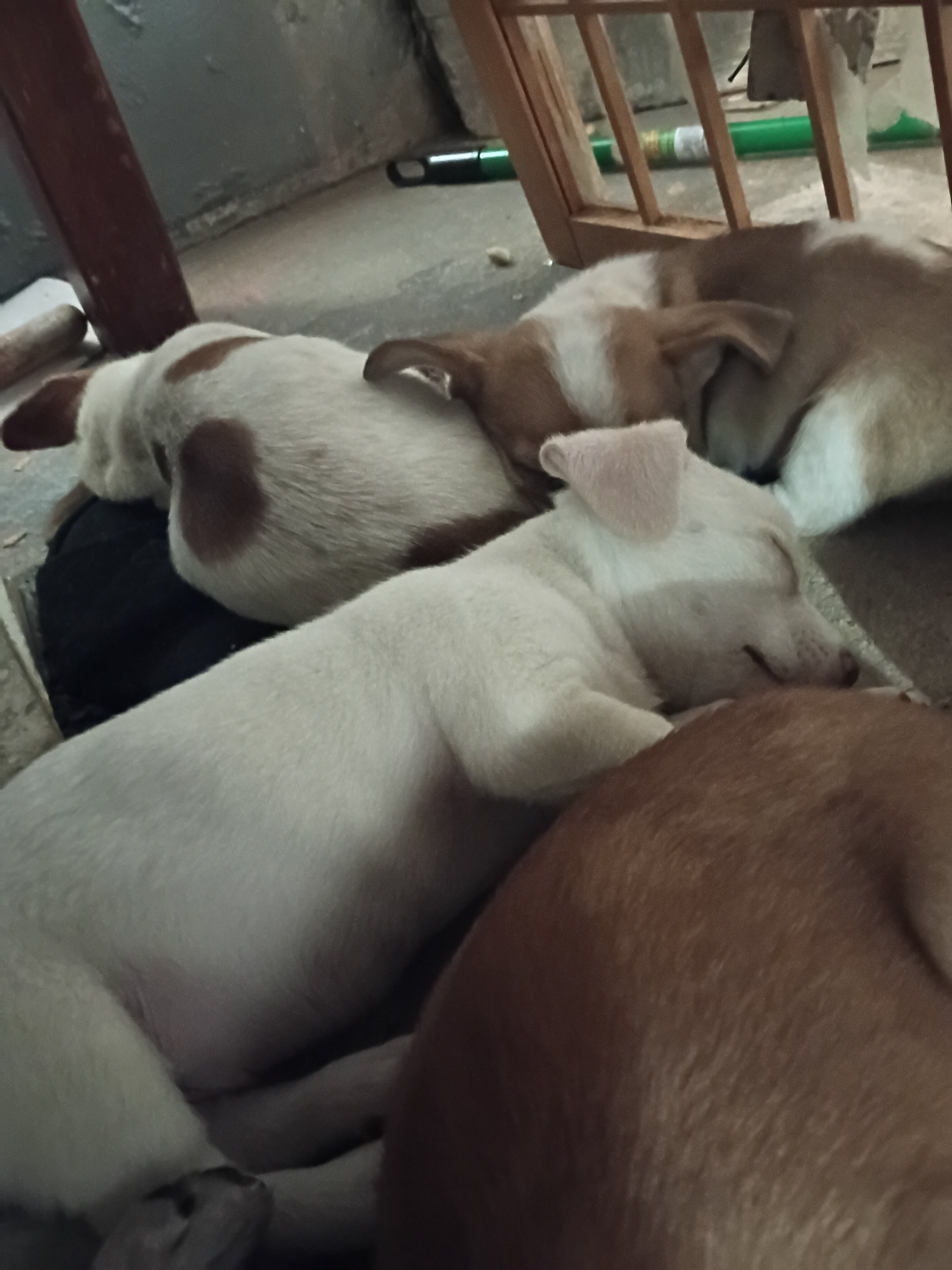 Chiweenies image 2