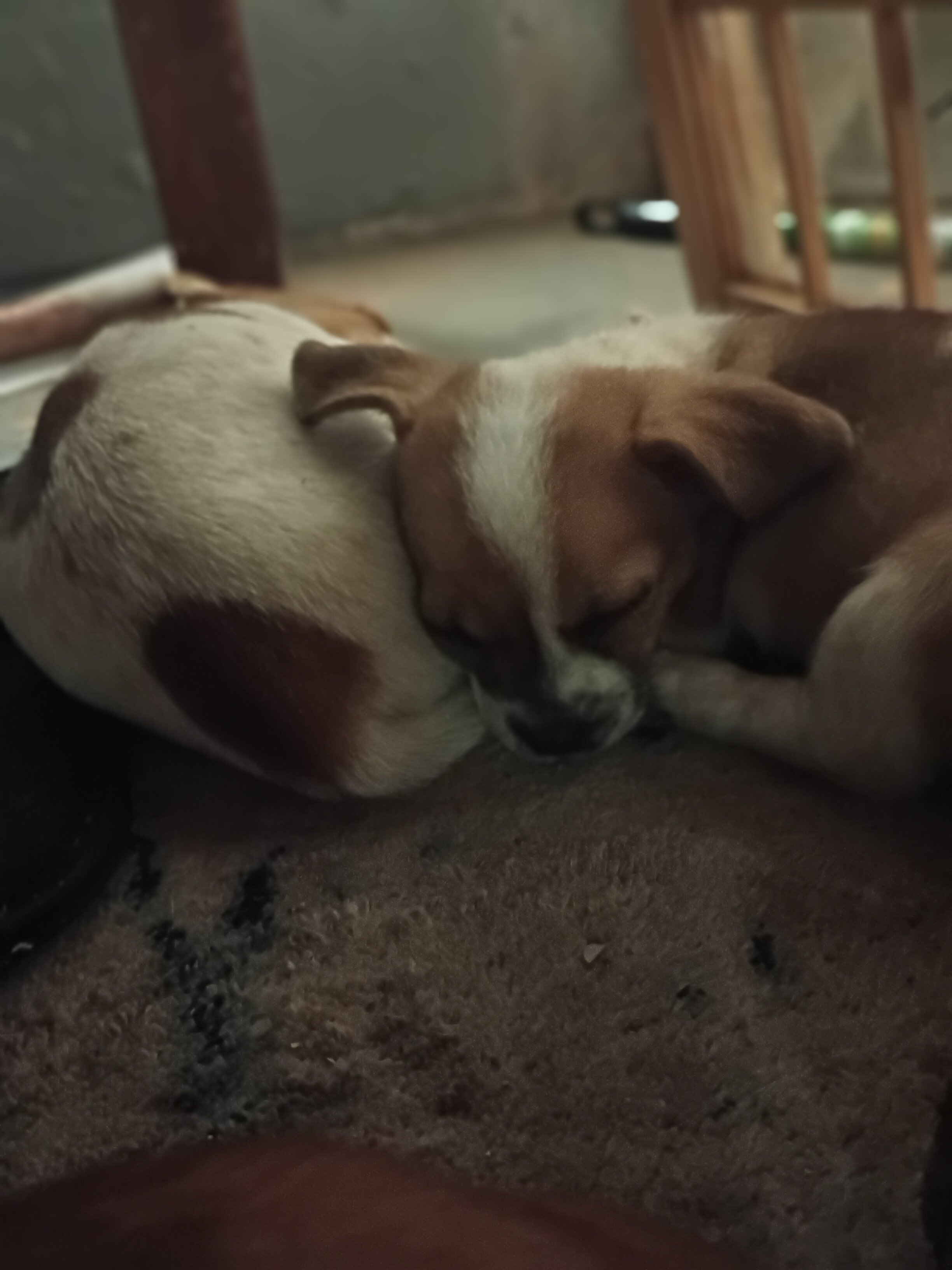 Chiweenies image 6