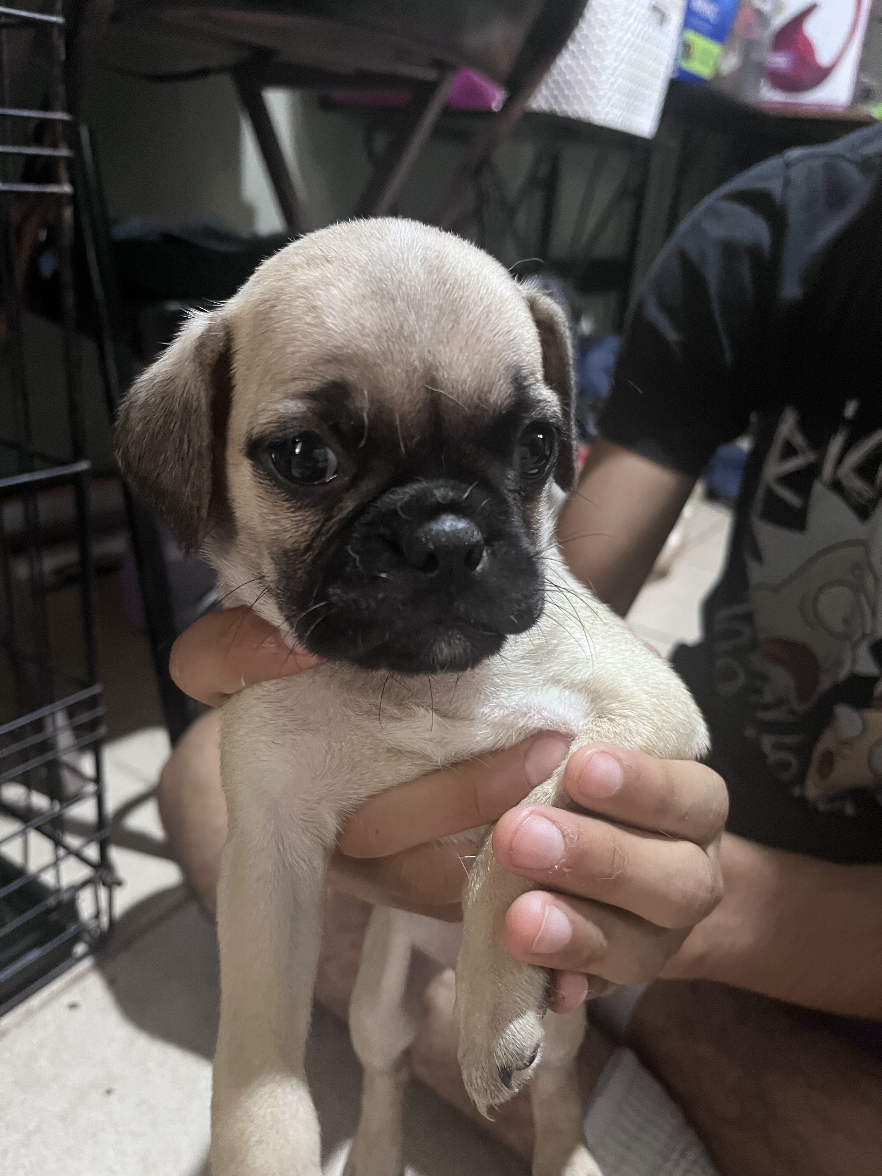 Pugs image 6