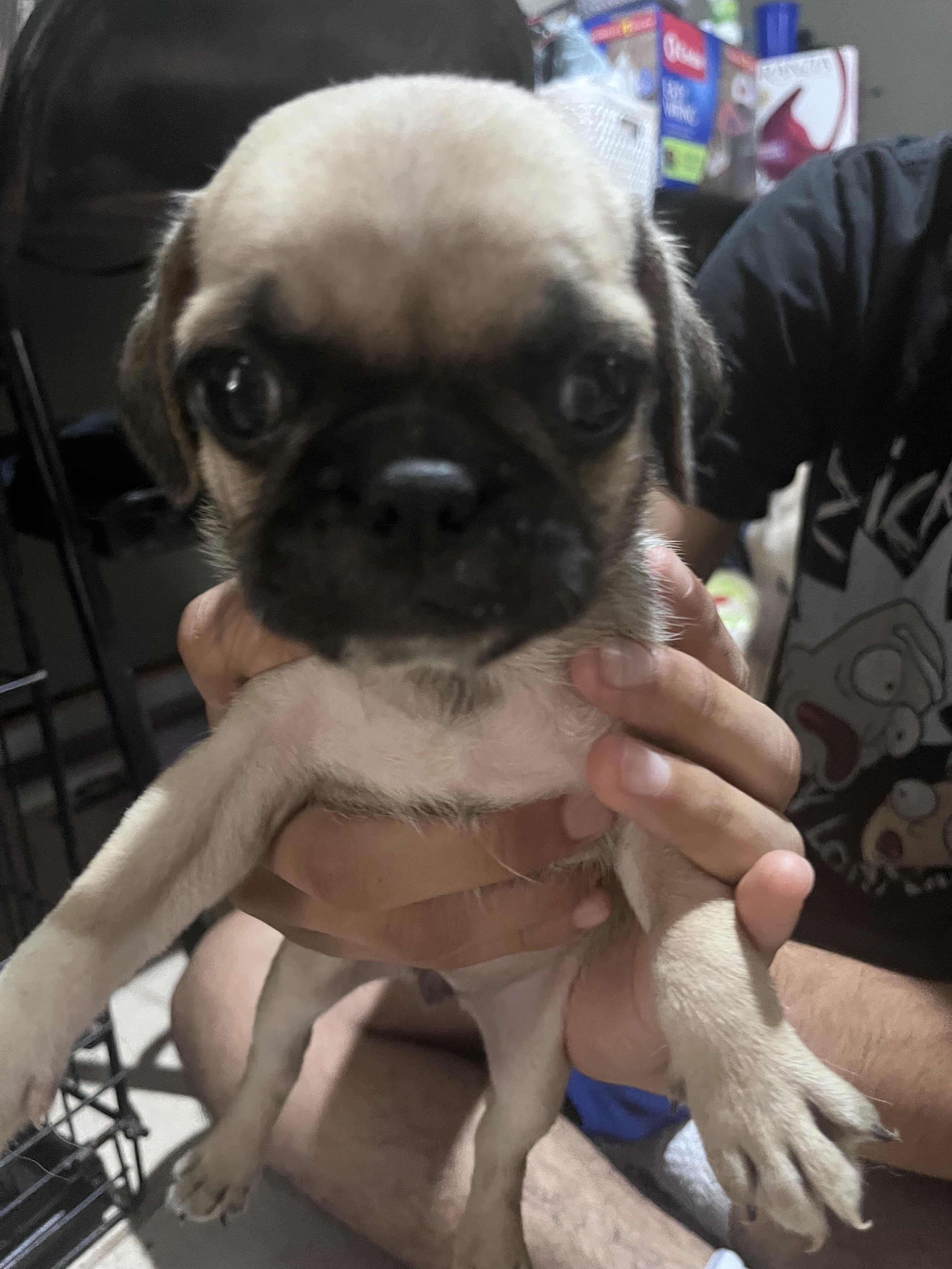 Pugs image 4