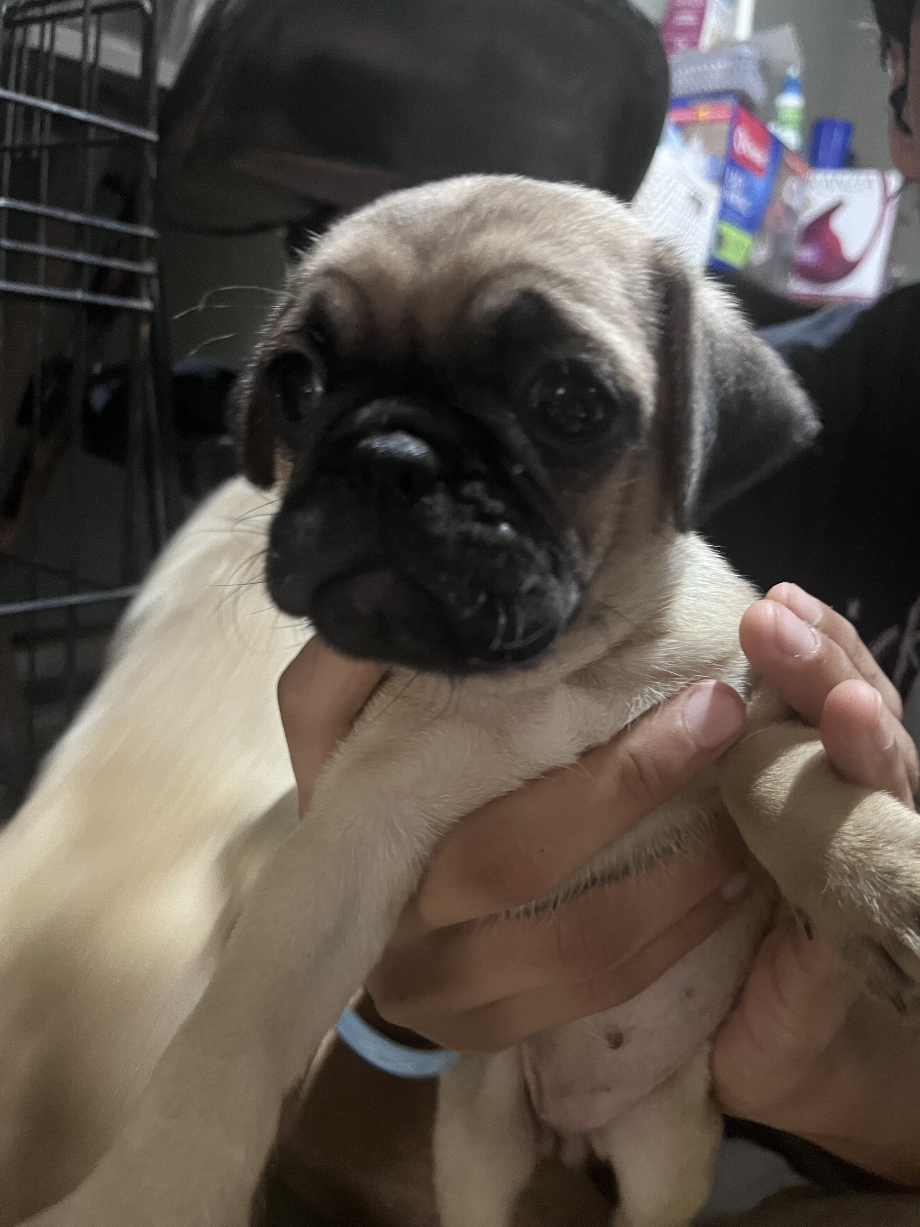 Pugs image 5